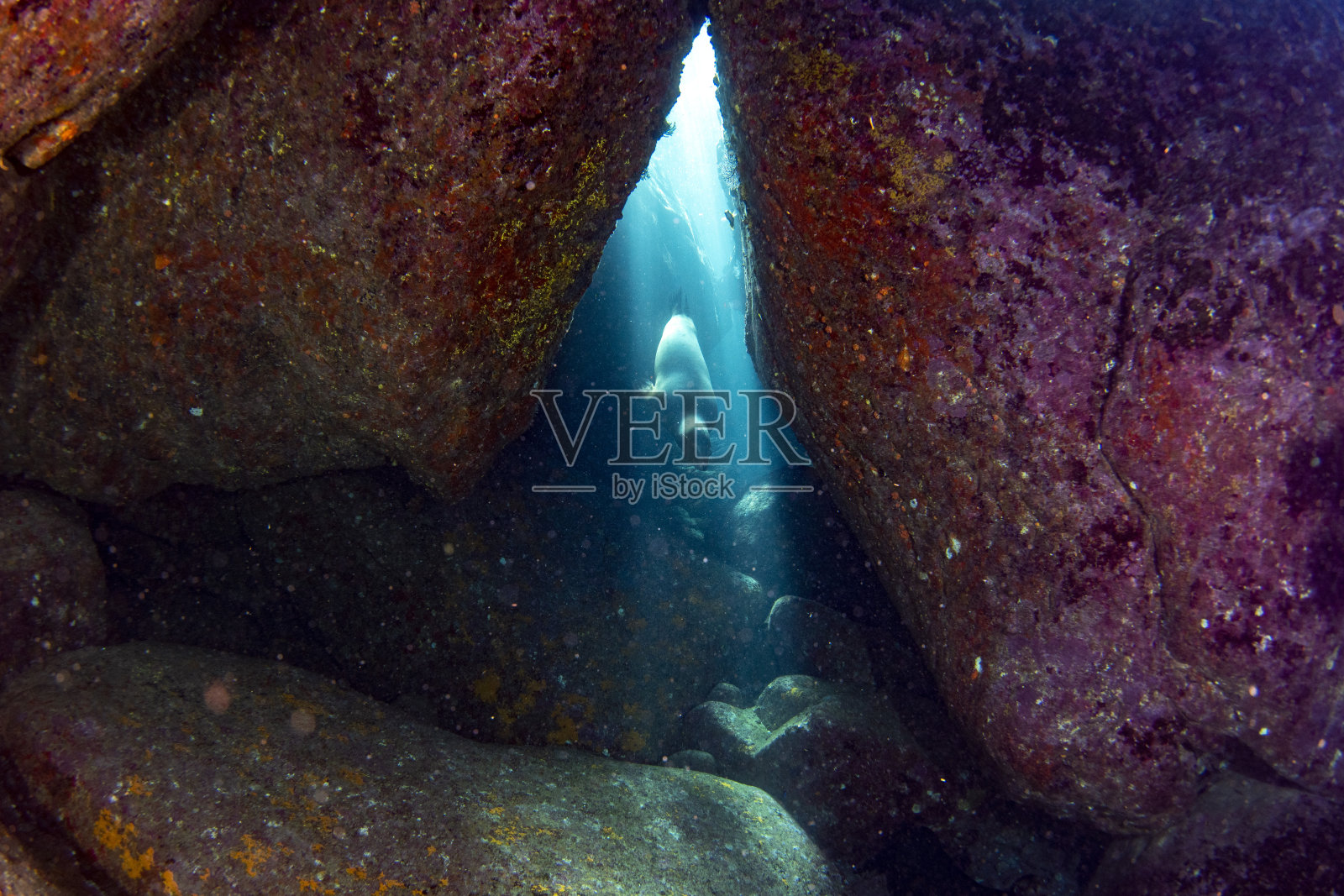 海狮在科尔特斯海潜水时海豹在水下照片摄影图片