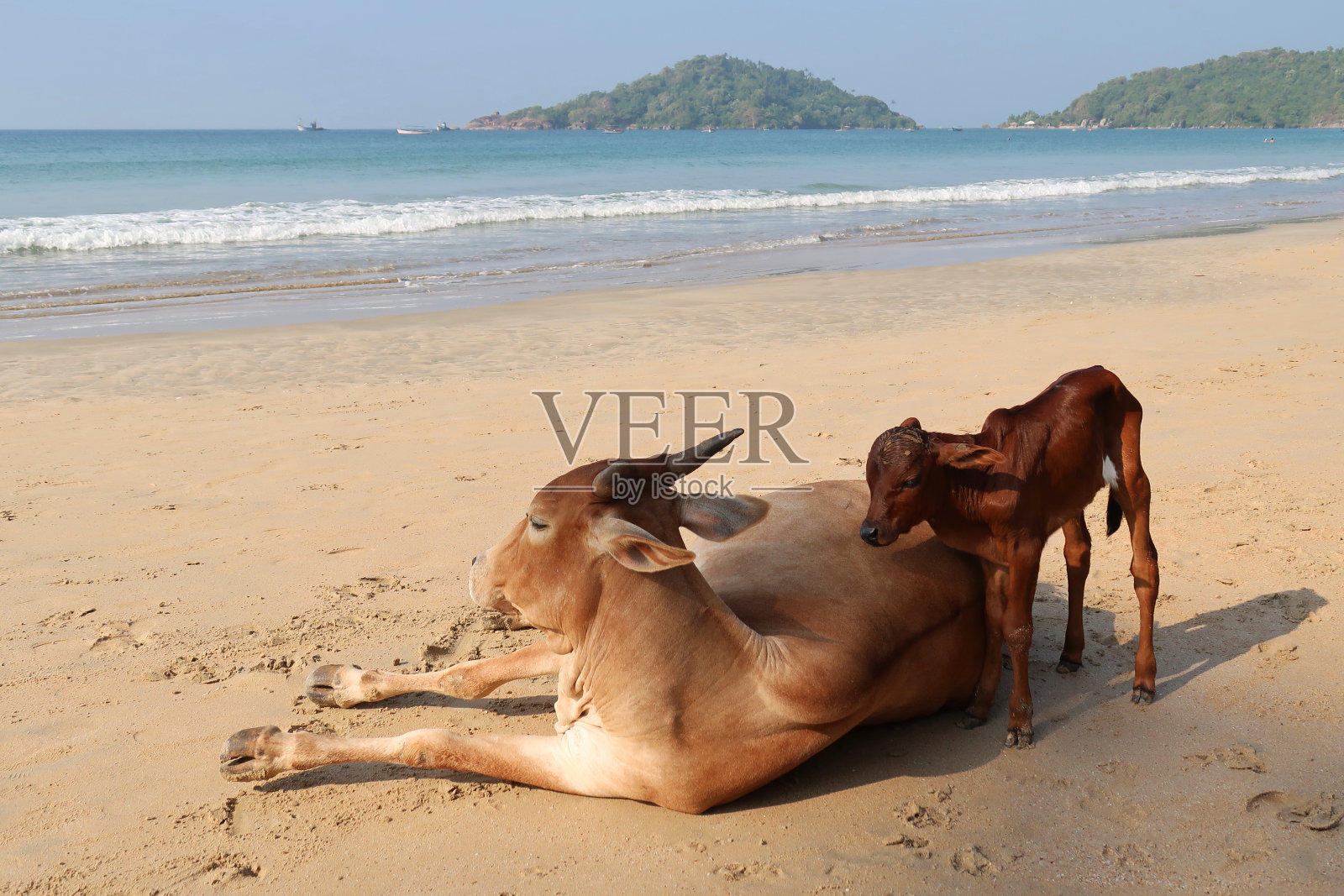 图片中，棕色的印度圣牛和小牛躺在海滩上看海，野牛在水边的沙子上休息，帕洛伦海滩，印度南部果阿照片摄影图片