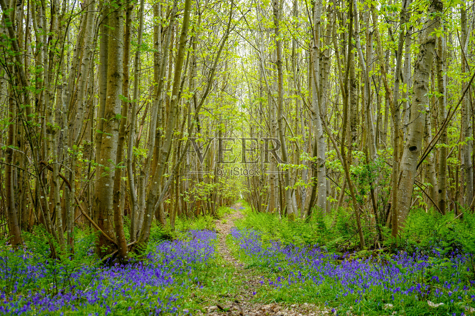 春天森林里的风信子照片摄影图片
