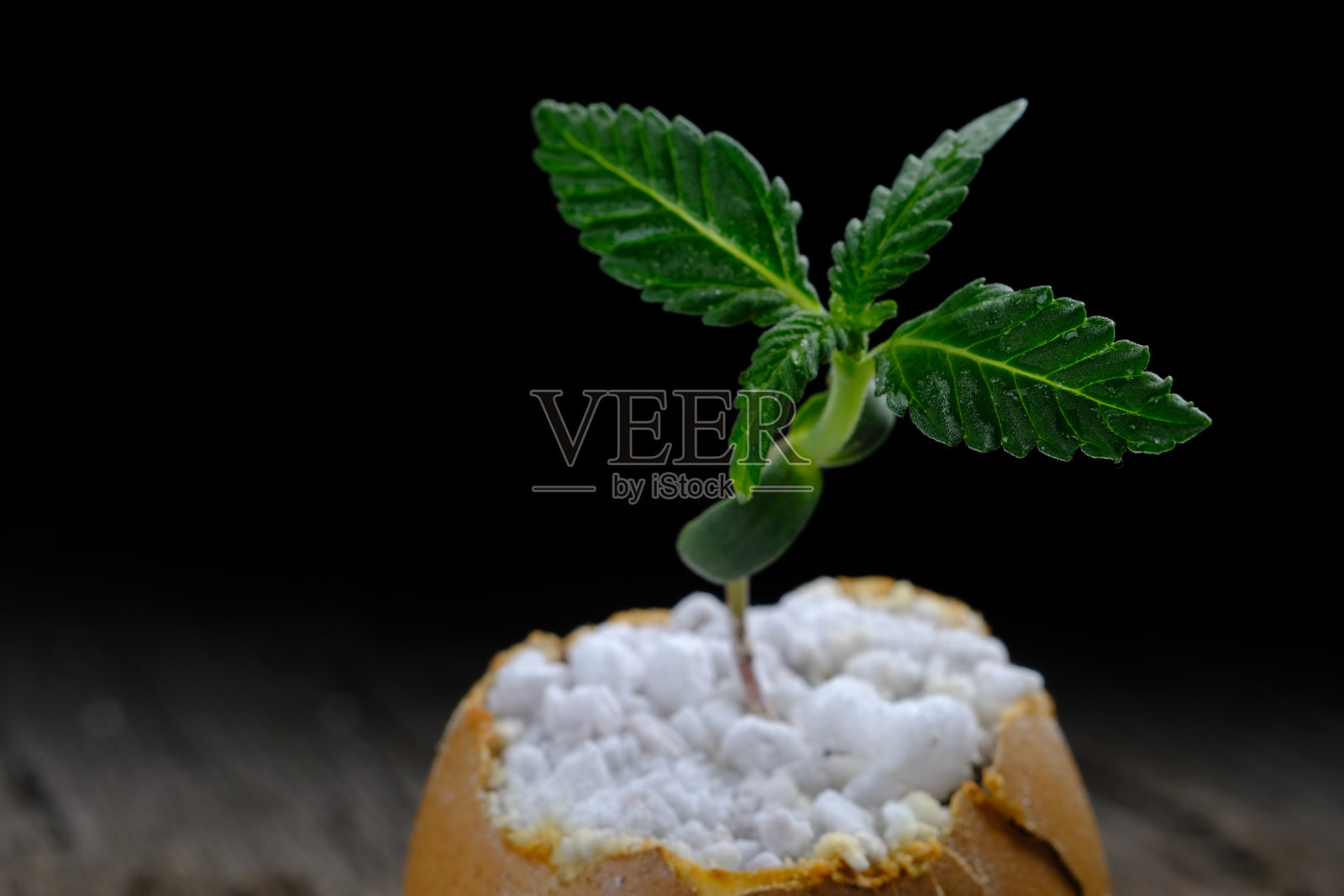 大麻芽从一个旧的木头表面上的卵壳中生长出来。水平的。副本的空间。特写镜头照片摄影图片