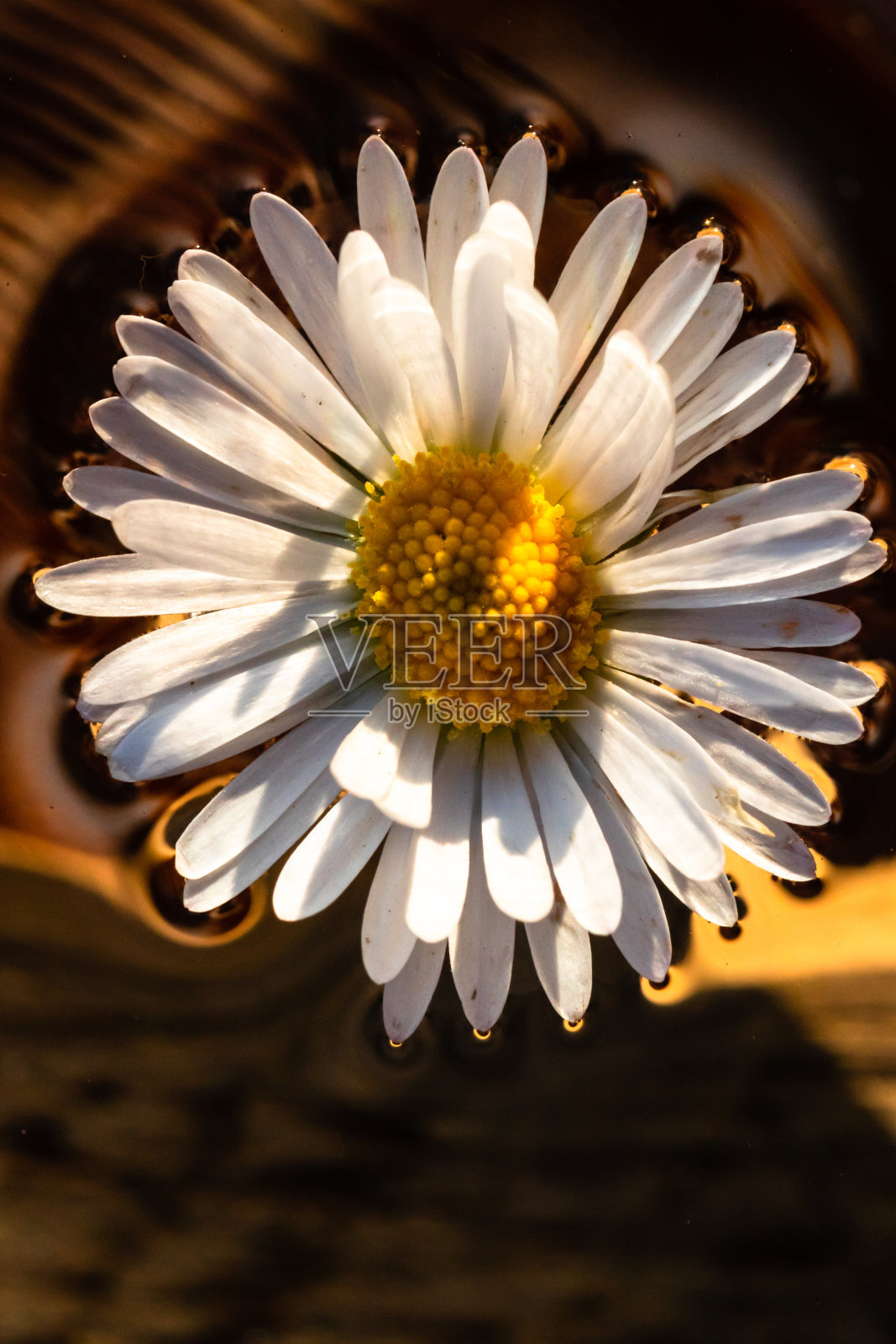 一株白色雏菊的特写镜头，孤立在水上的多年生bellis perennis。照片摄影图片