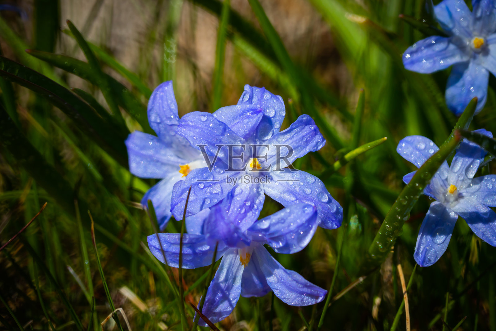 在阳光明媚的日子里，盛开的蓝色锡兰花与雨滴的特写。春季初种球茎植物。具有散景效果的选择性聚焦。照片摄影图片