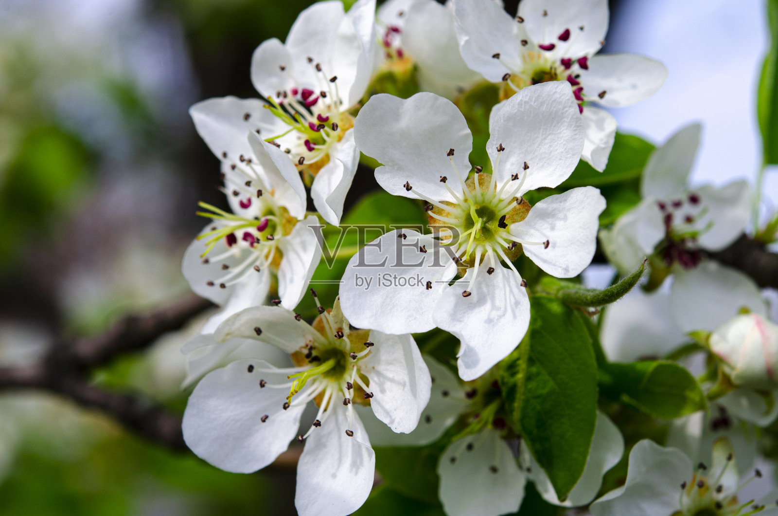 春天花园里的小梨子开着白花照片摄影图片