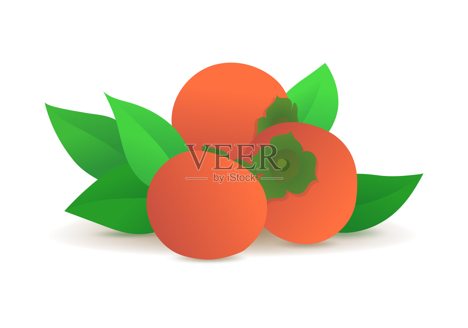 成熟的柿子带有绿色的叶子插画图片素材