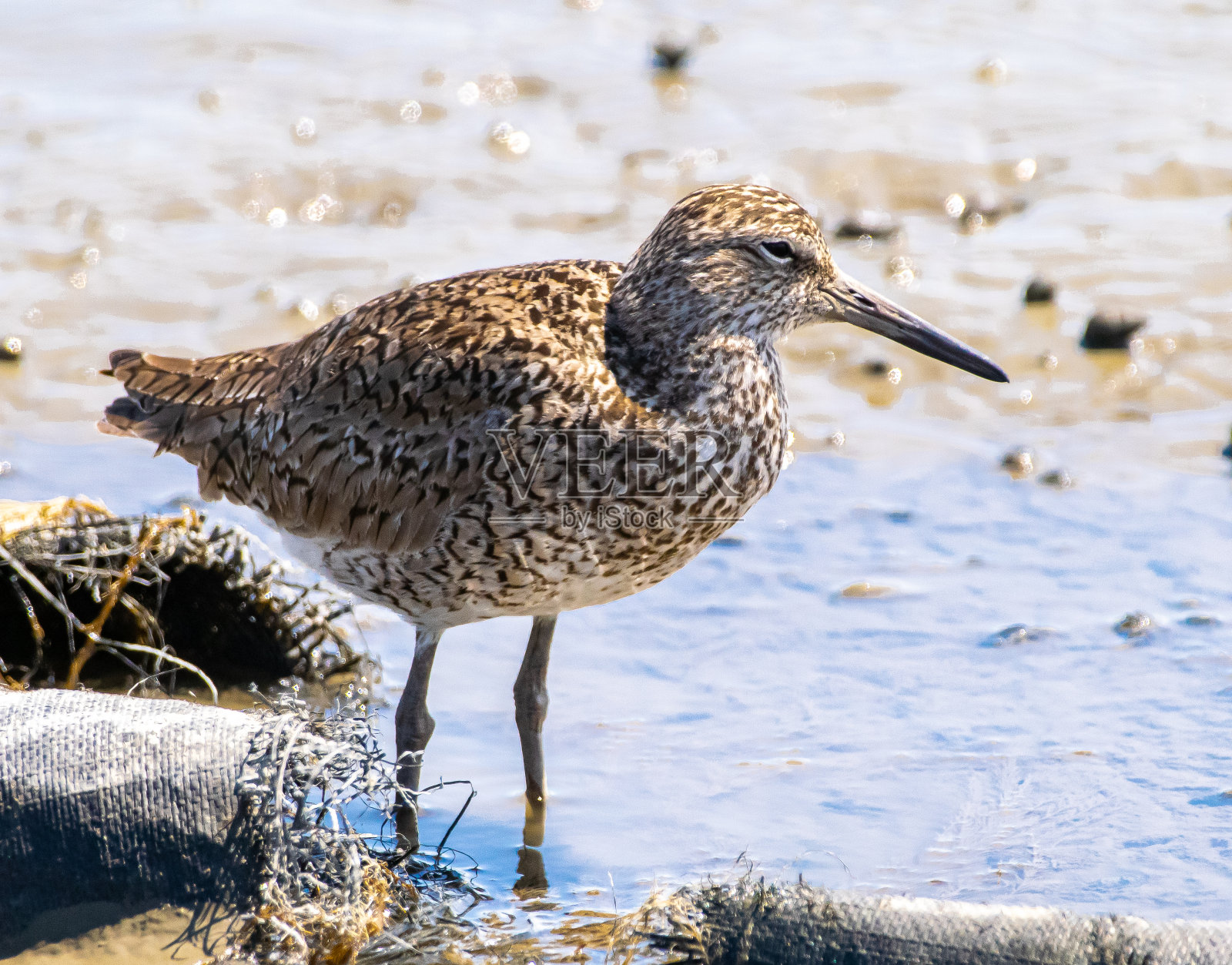 水边的滨鸟照片摄影图片