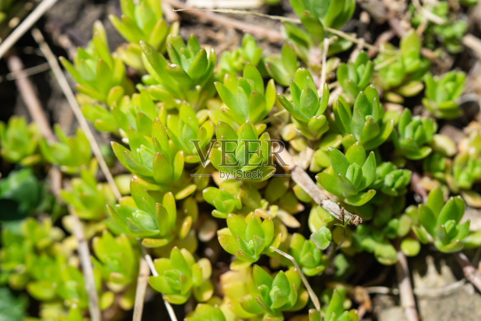 金苔在春天的叶子照片摄影图片