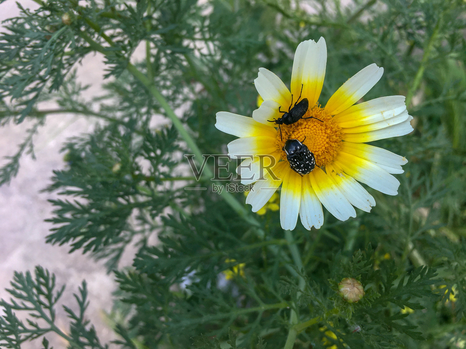美丽的雏菊站在鲜花和昆虫上。大而美丽的雏菊(Bellis perennis)黄色和白色。照片摄影图片