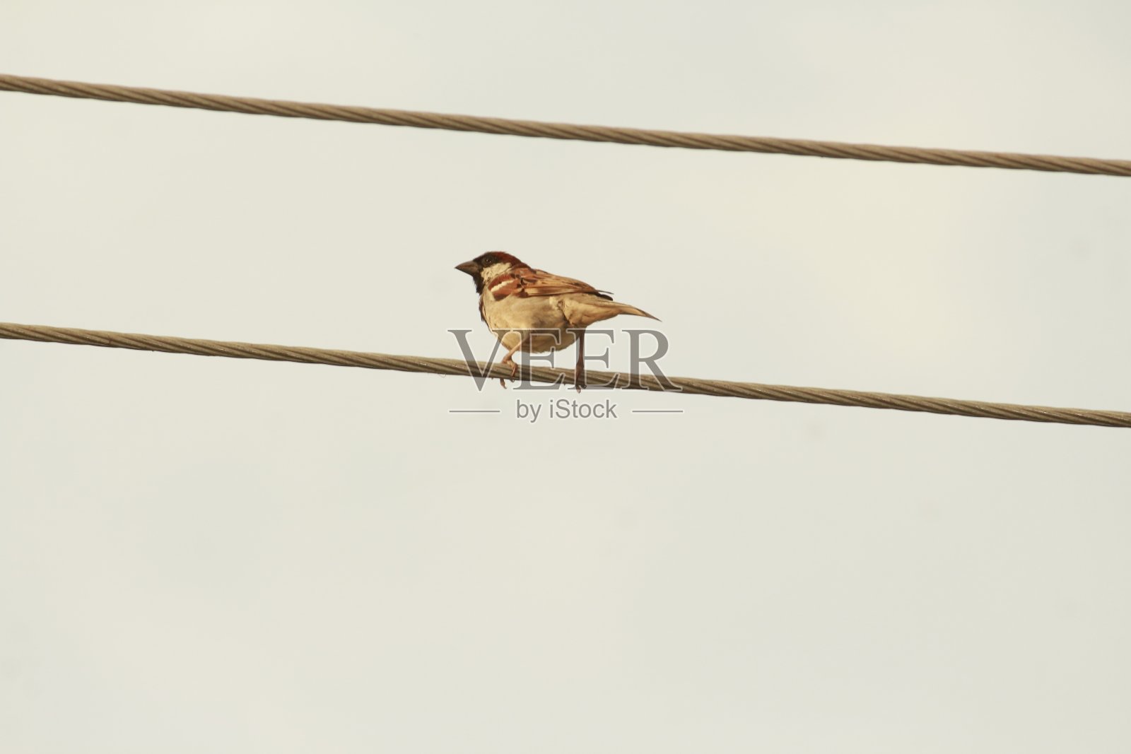 鸟在电线上照片摄影图片