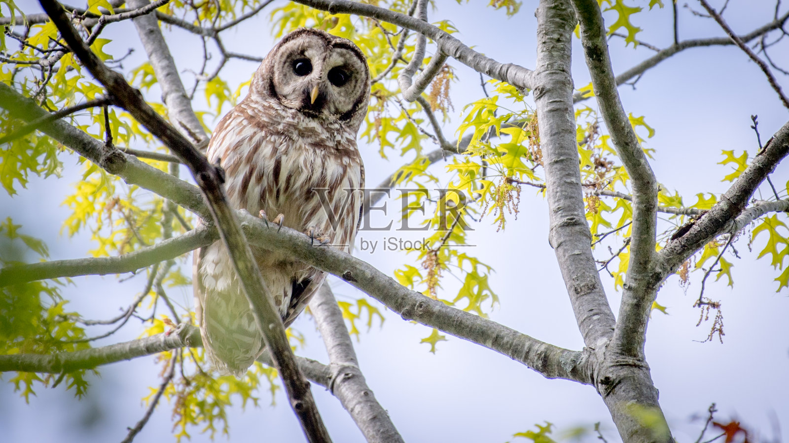 弗吉尼亚州亨特利草原的条纹猫头鹰照片摄影图片