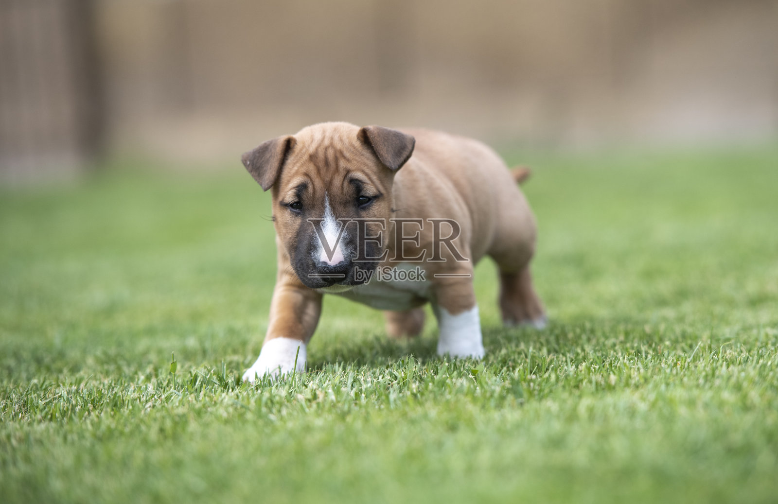草丛中红色迷你斗牛梗小狗照片摄影图片