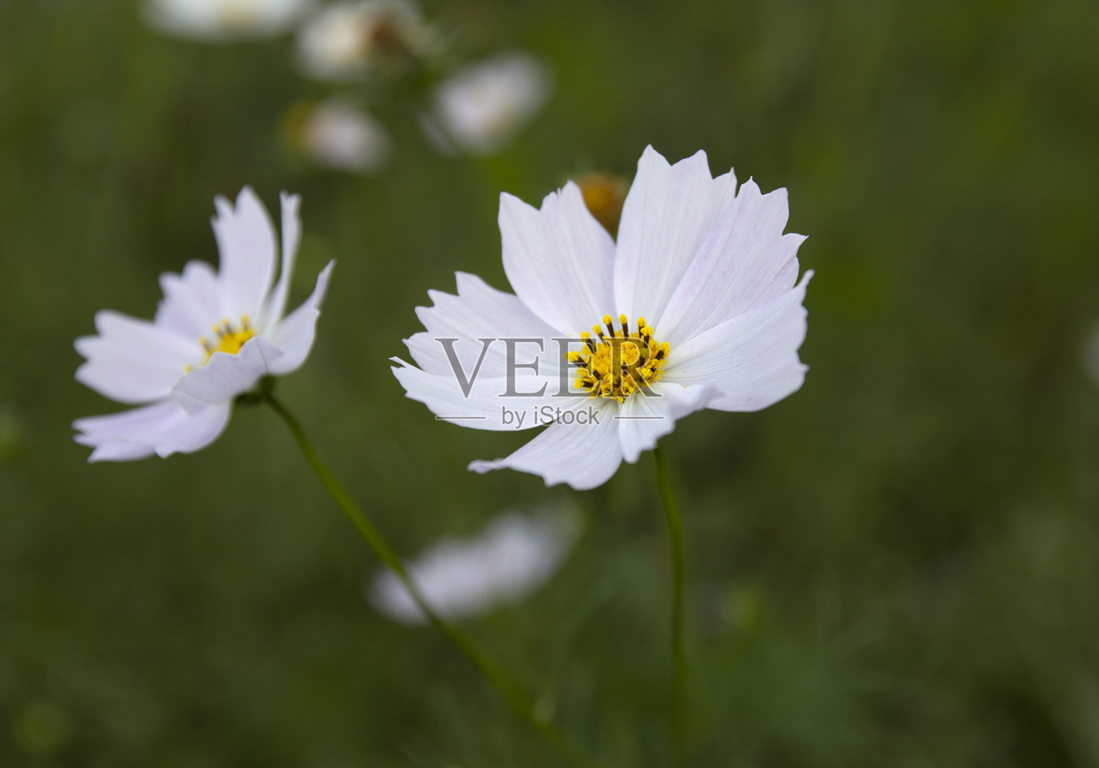 宇宙花白迷离背景绿照片摄影图片