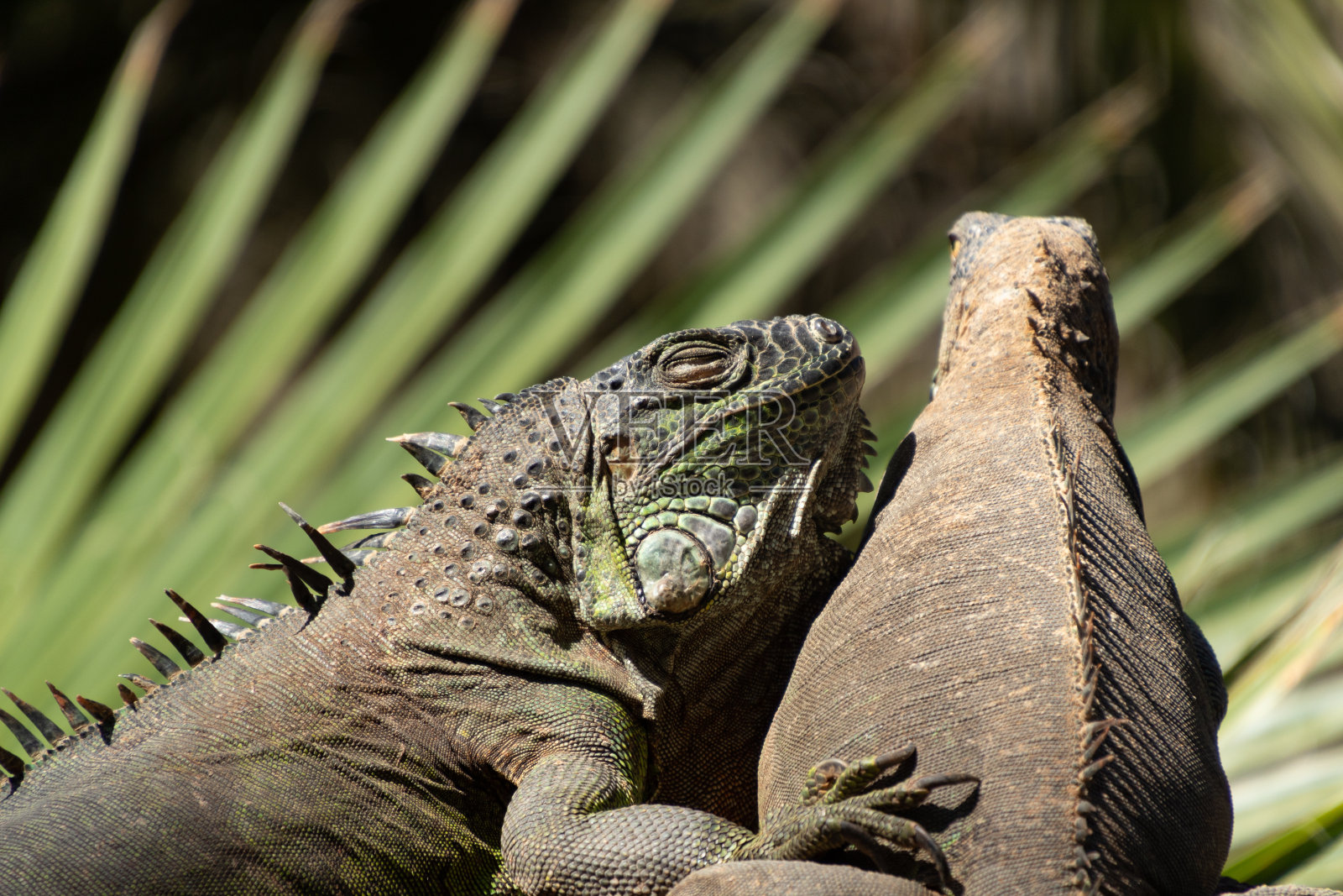 在阳光下休息的鬣蜥照片摄影图片
