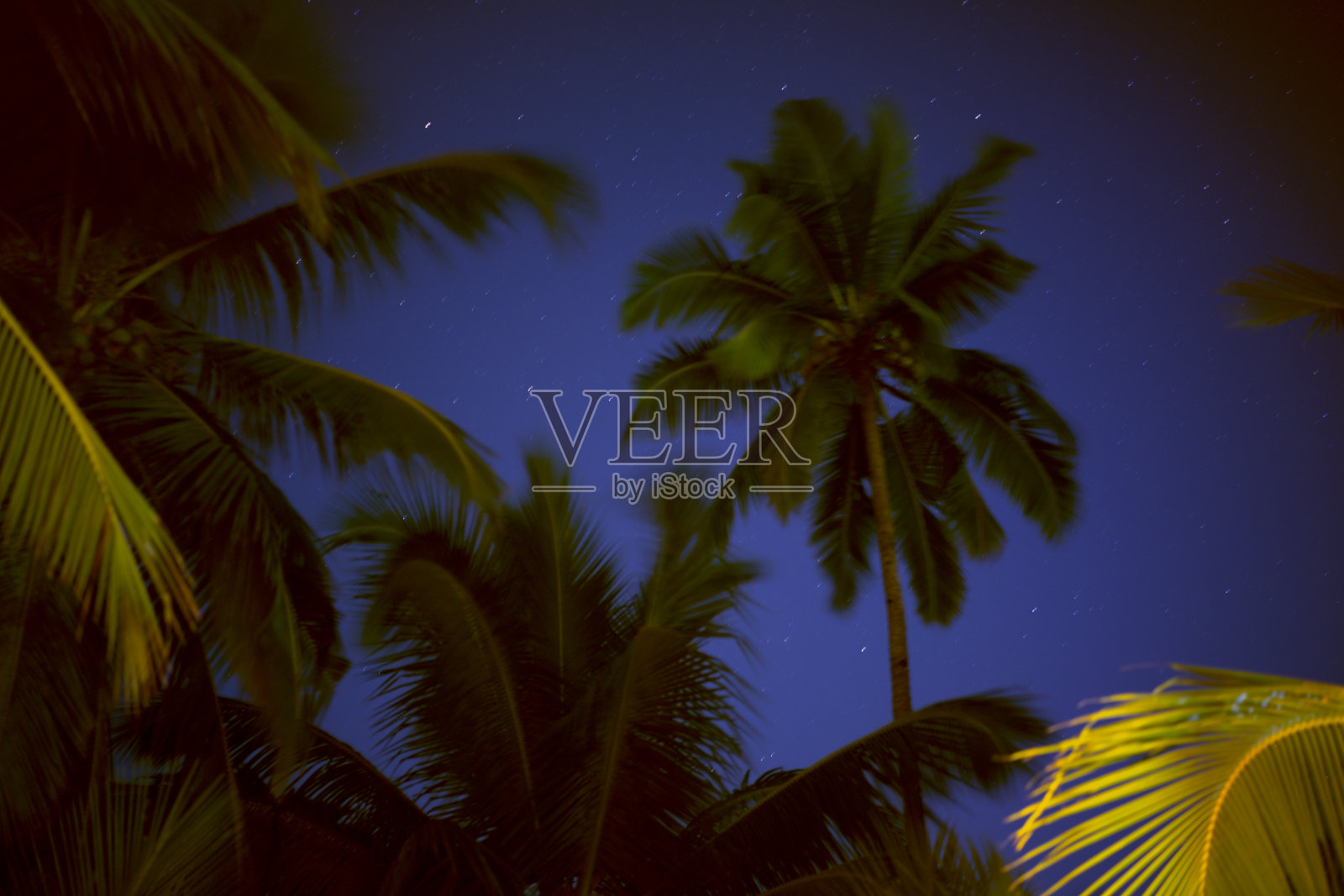 映衬着夜空的棕榈树。照片摄影图片