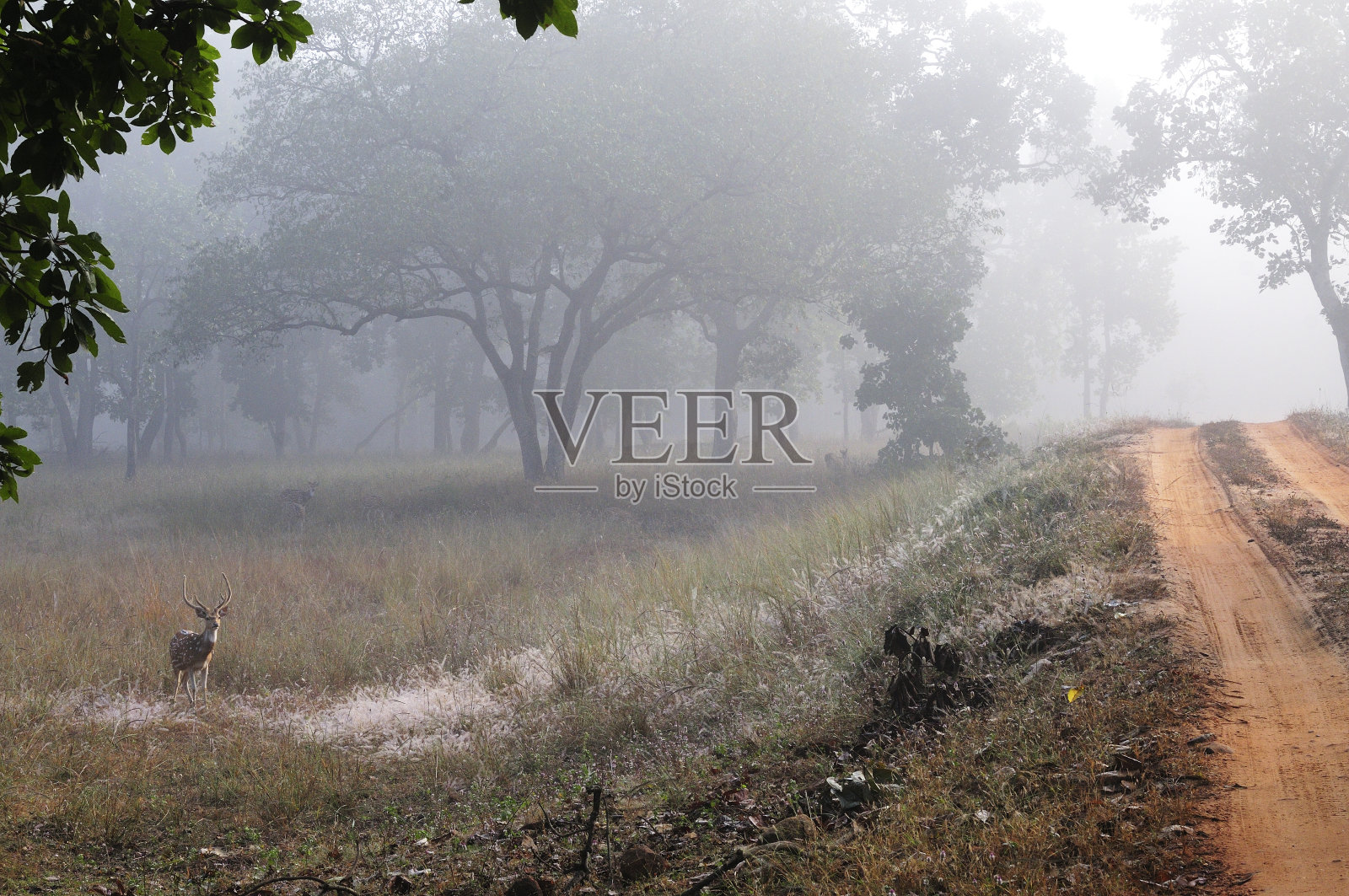 白斑鹿(梅花鹿)照片摄影图片