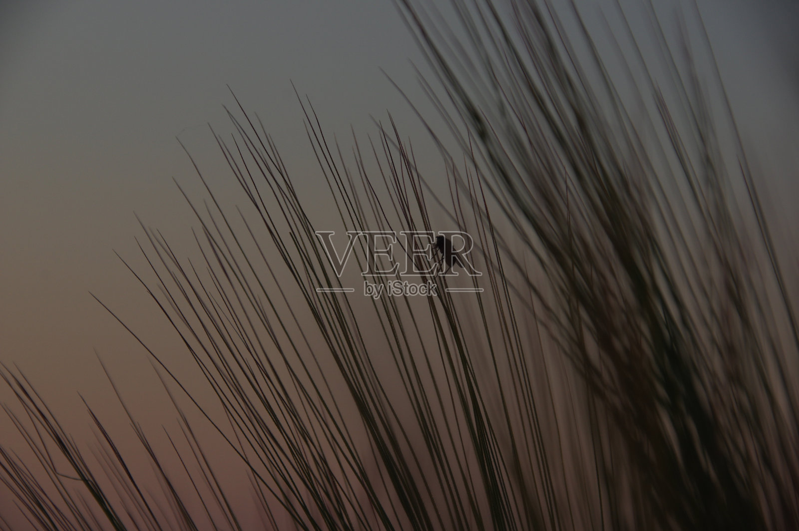 阳光下的银色小麦照片摄影图片