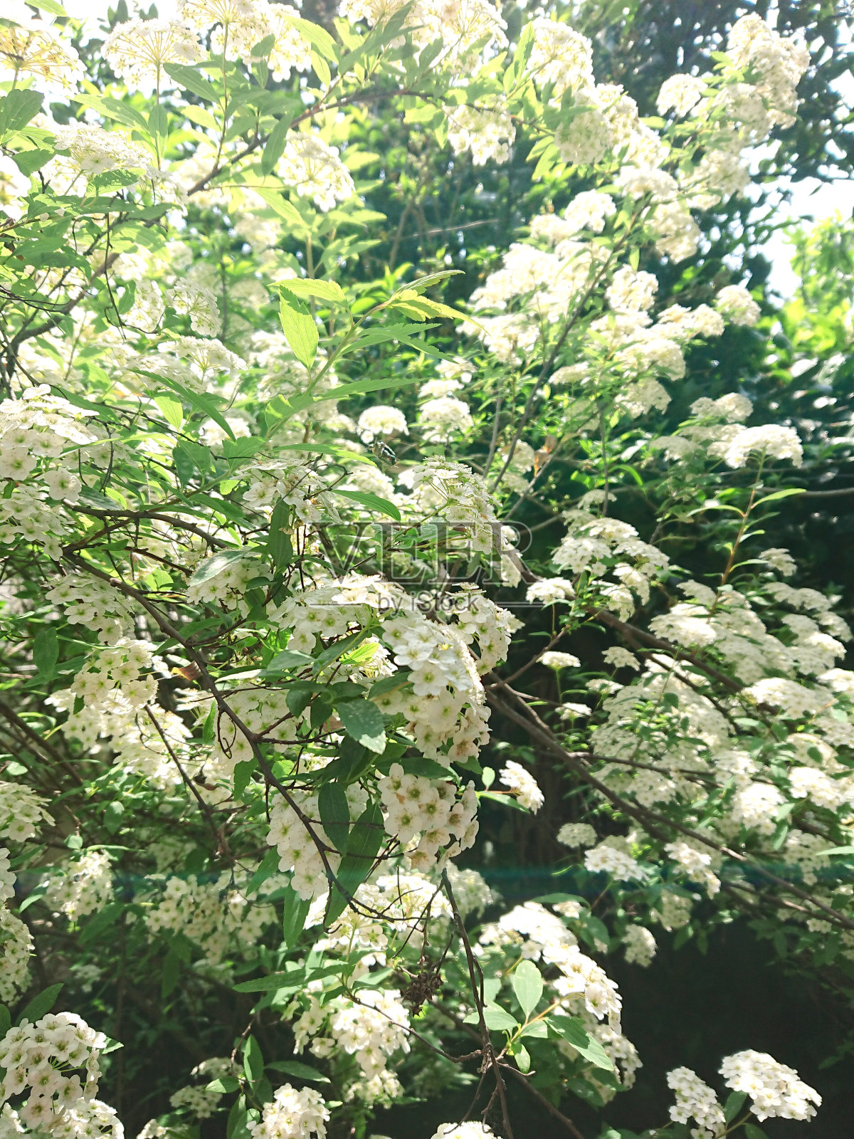 春天的时间照片摄影图片