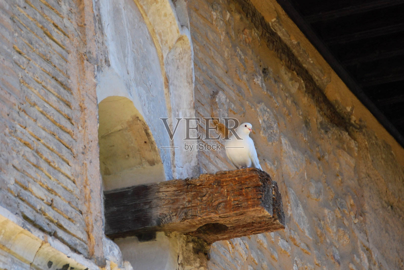 夜晚的白鸽。照片摄影图片