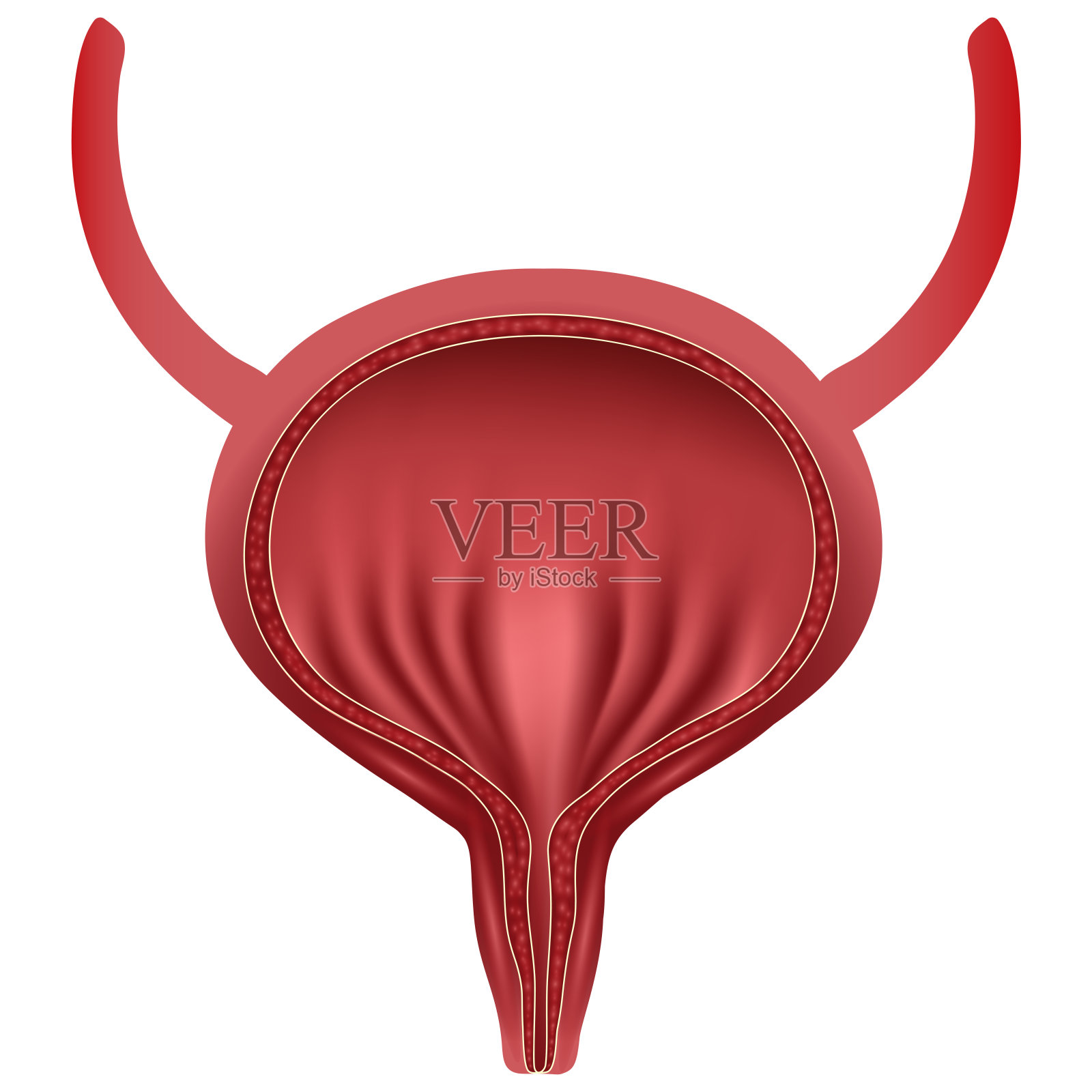 现实的人类膀胱。医学概念,医疗保健。人体内脏符号插画图片素材