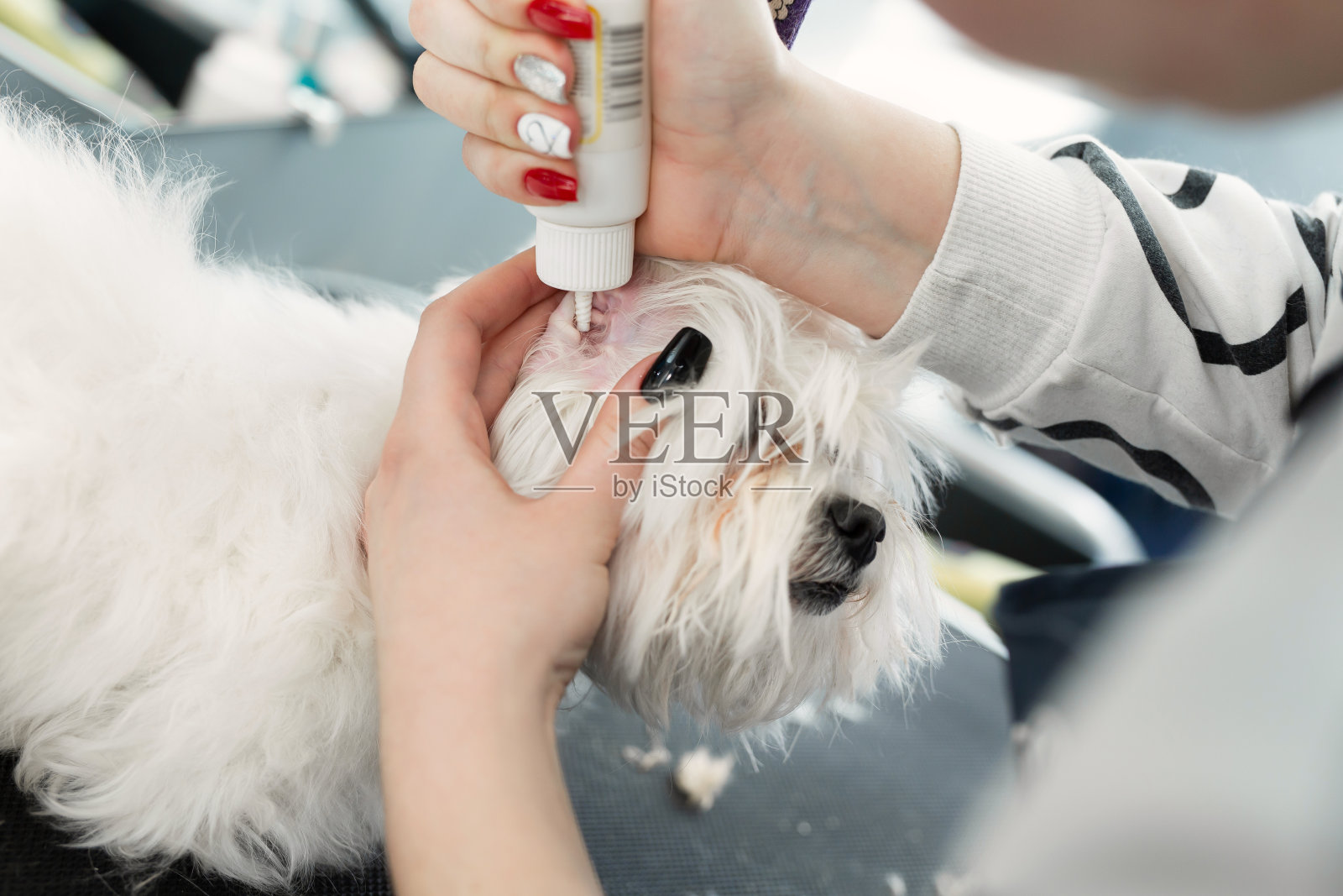 美容师正在清理一只白狗的耳朵照片摄影图片