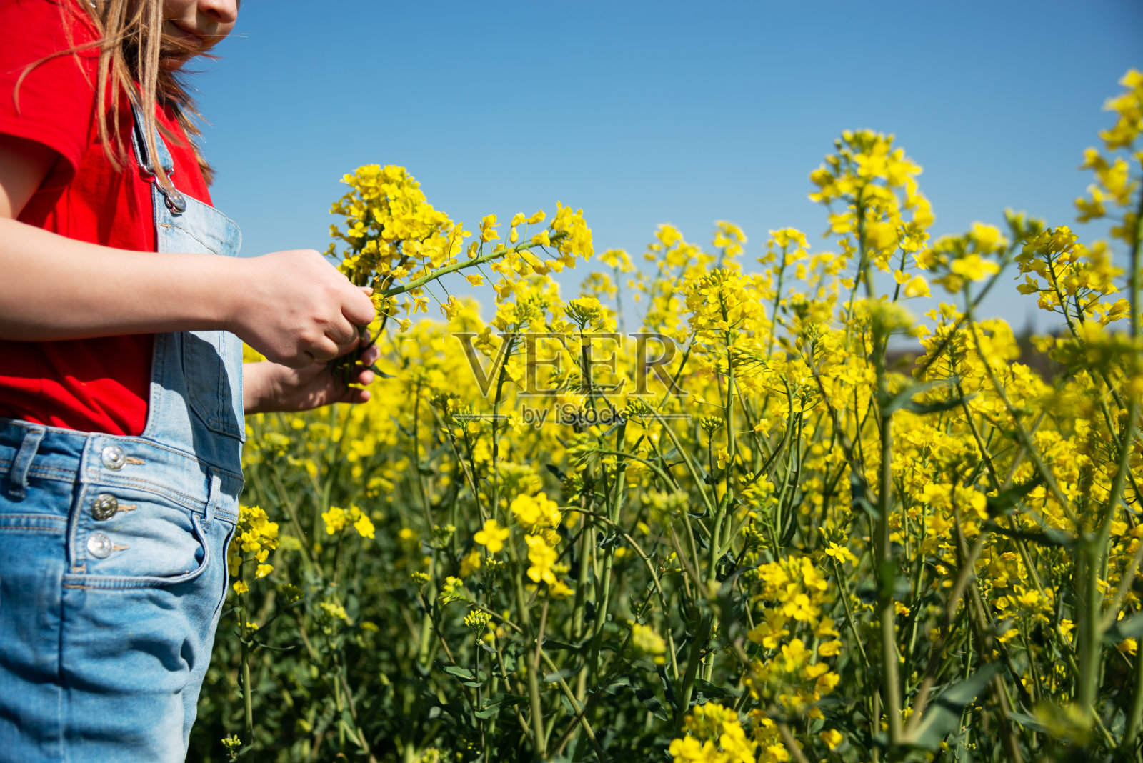 女孩在田里采摘油菜籽做花束照片摄影图片