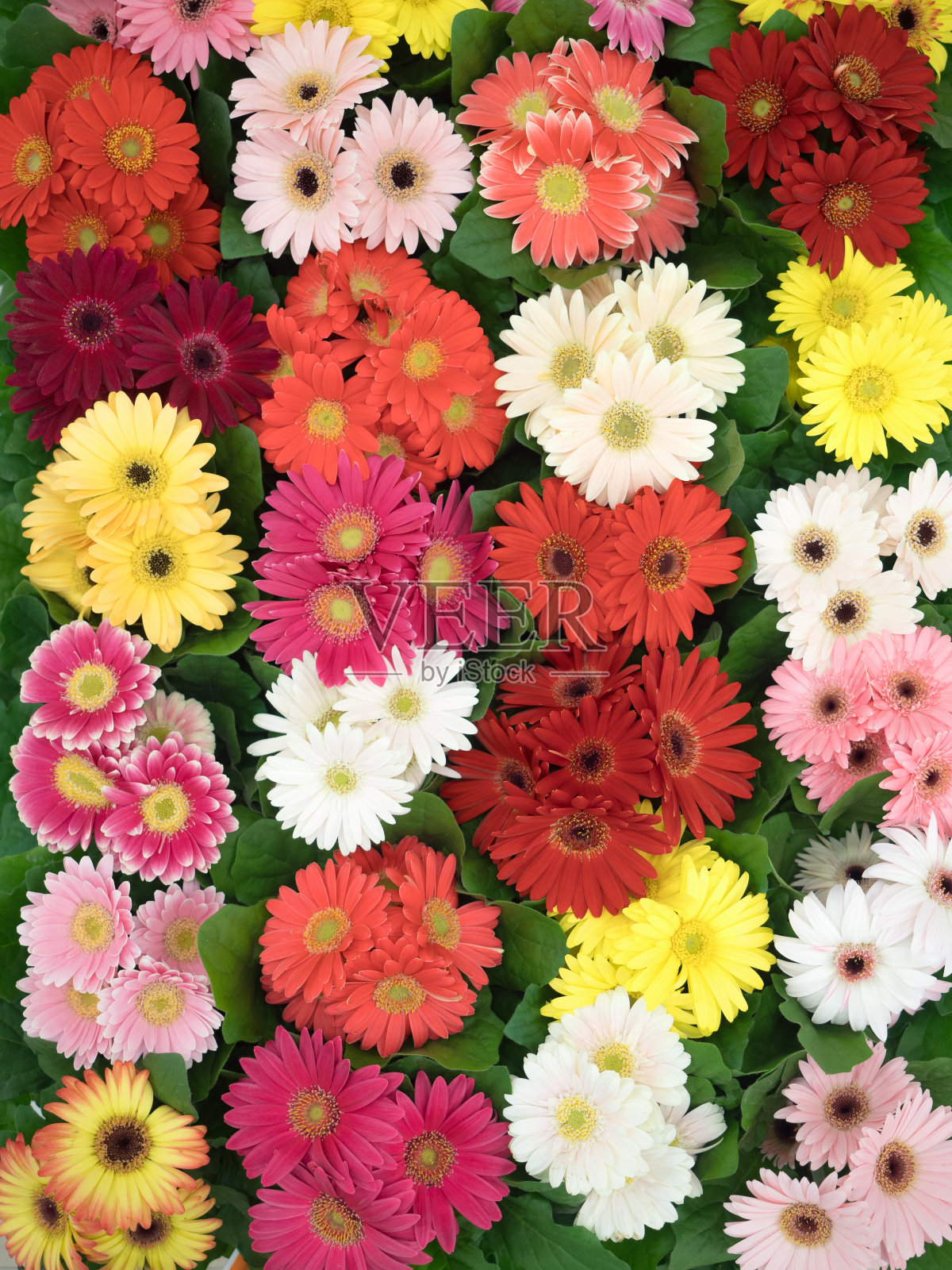 花大丁草幼苗照片摄影图片