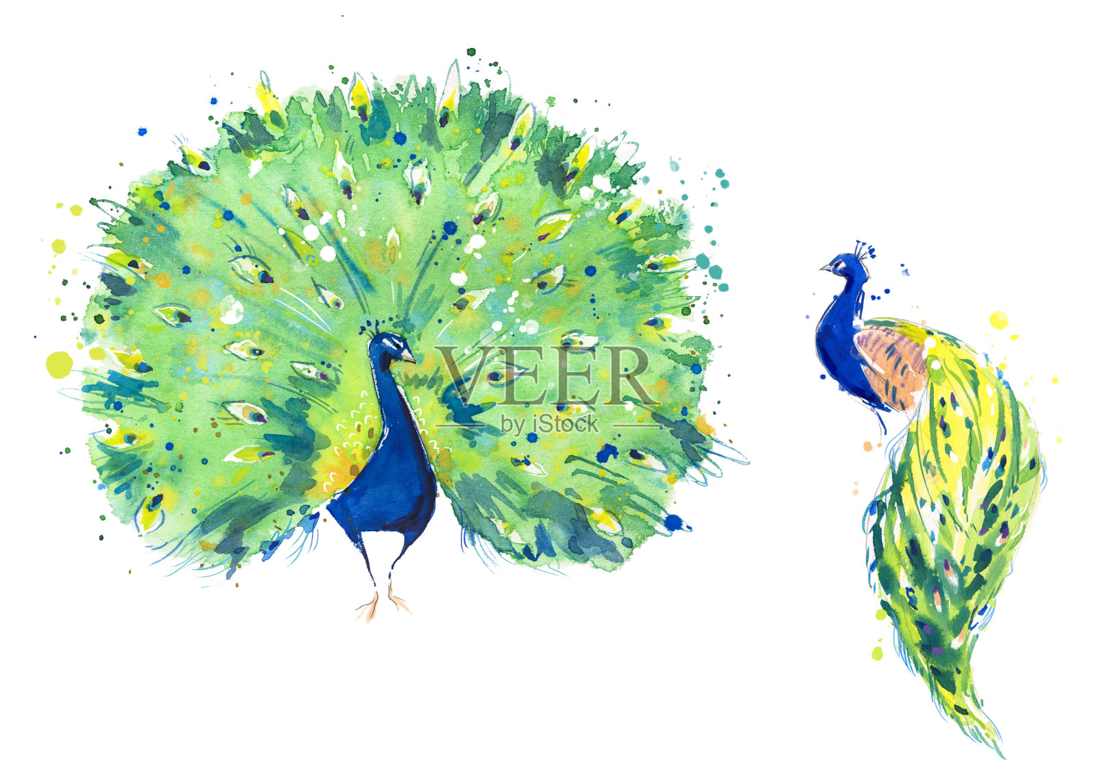 孔雀鸟水彩画，手绘插画图片素材