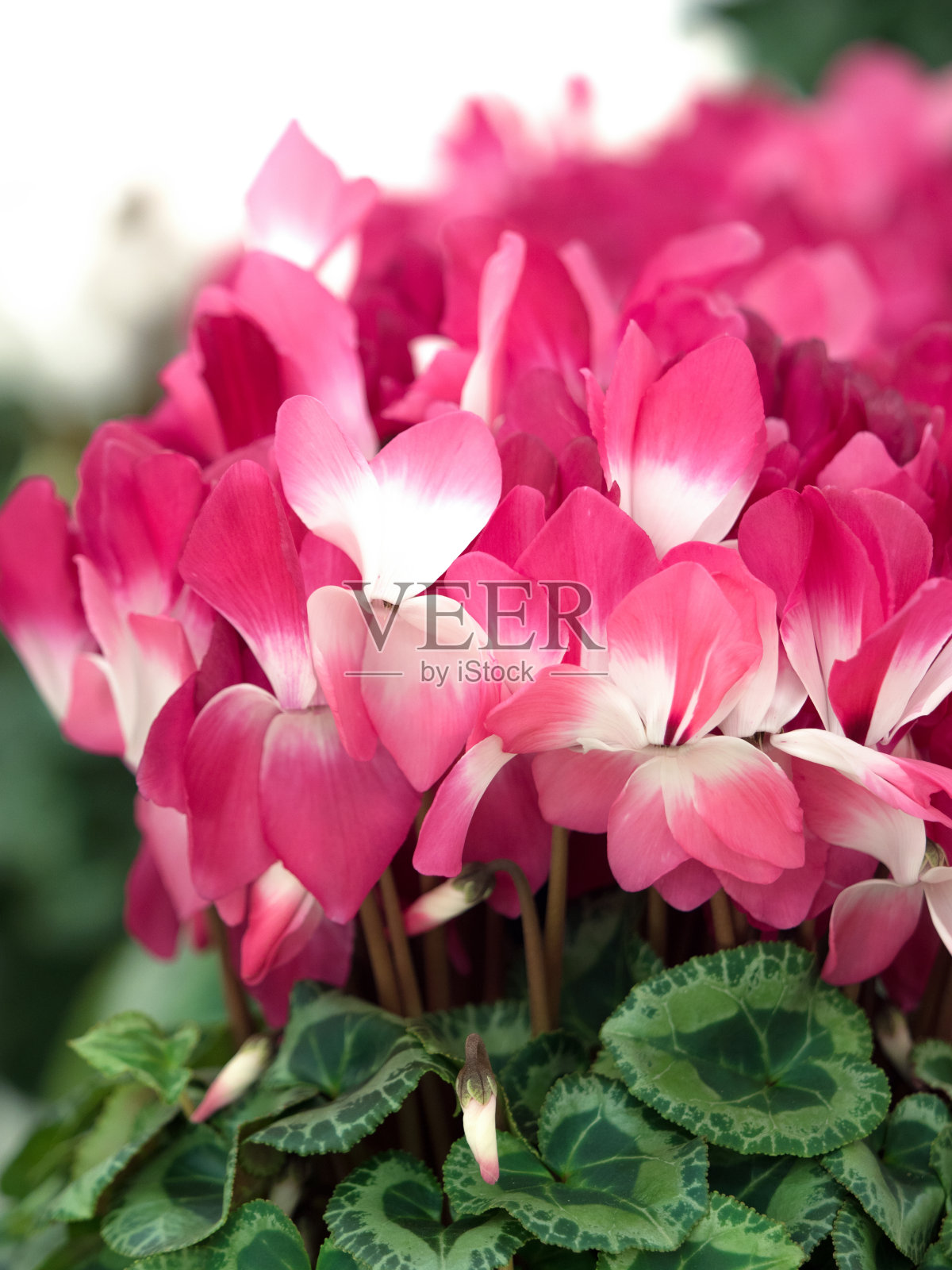 盆栽仙客来照片摄影图片