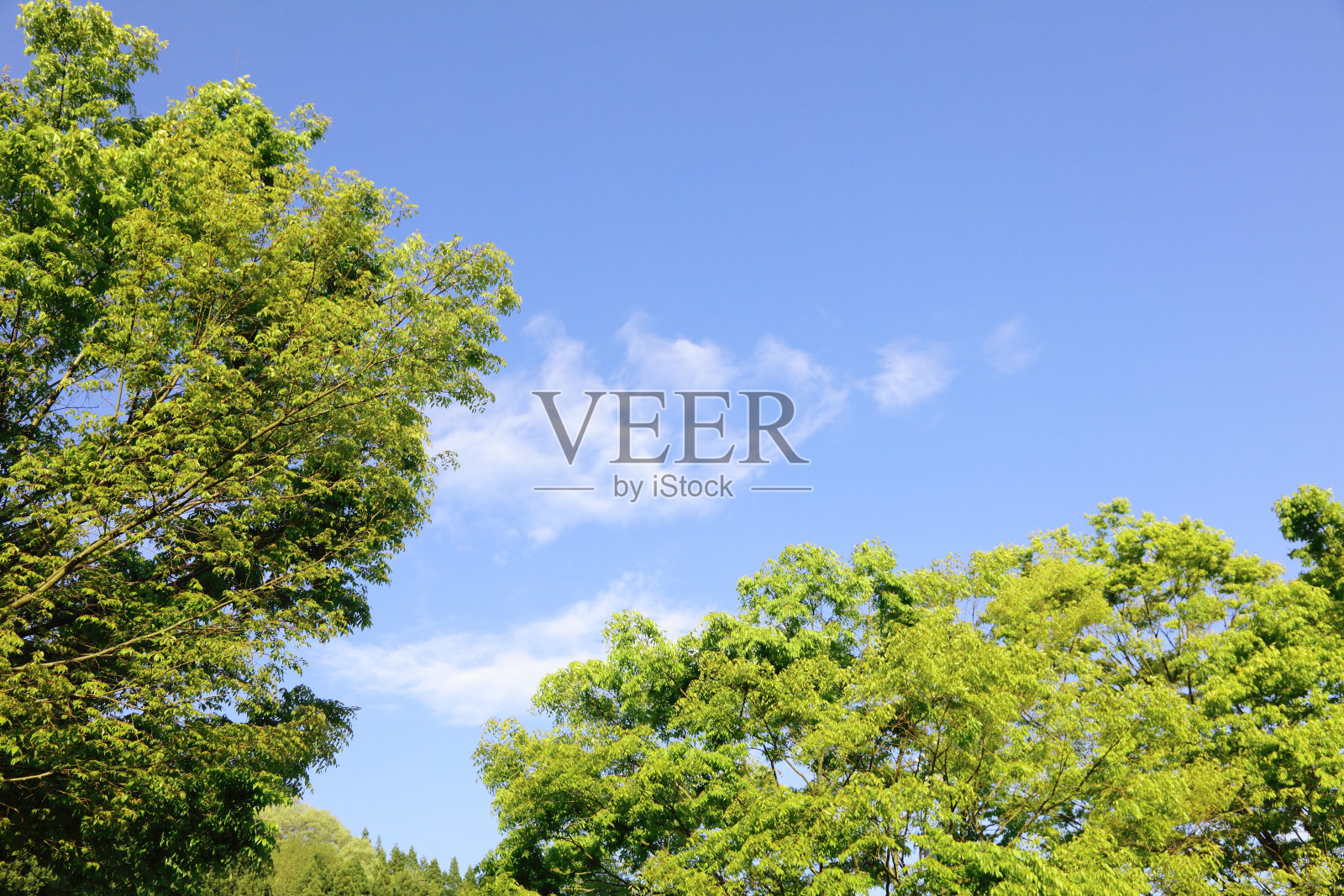 绿叶和阳光照片摄影图片