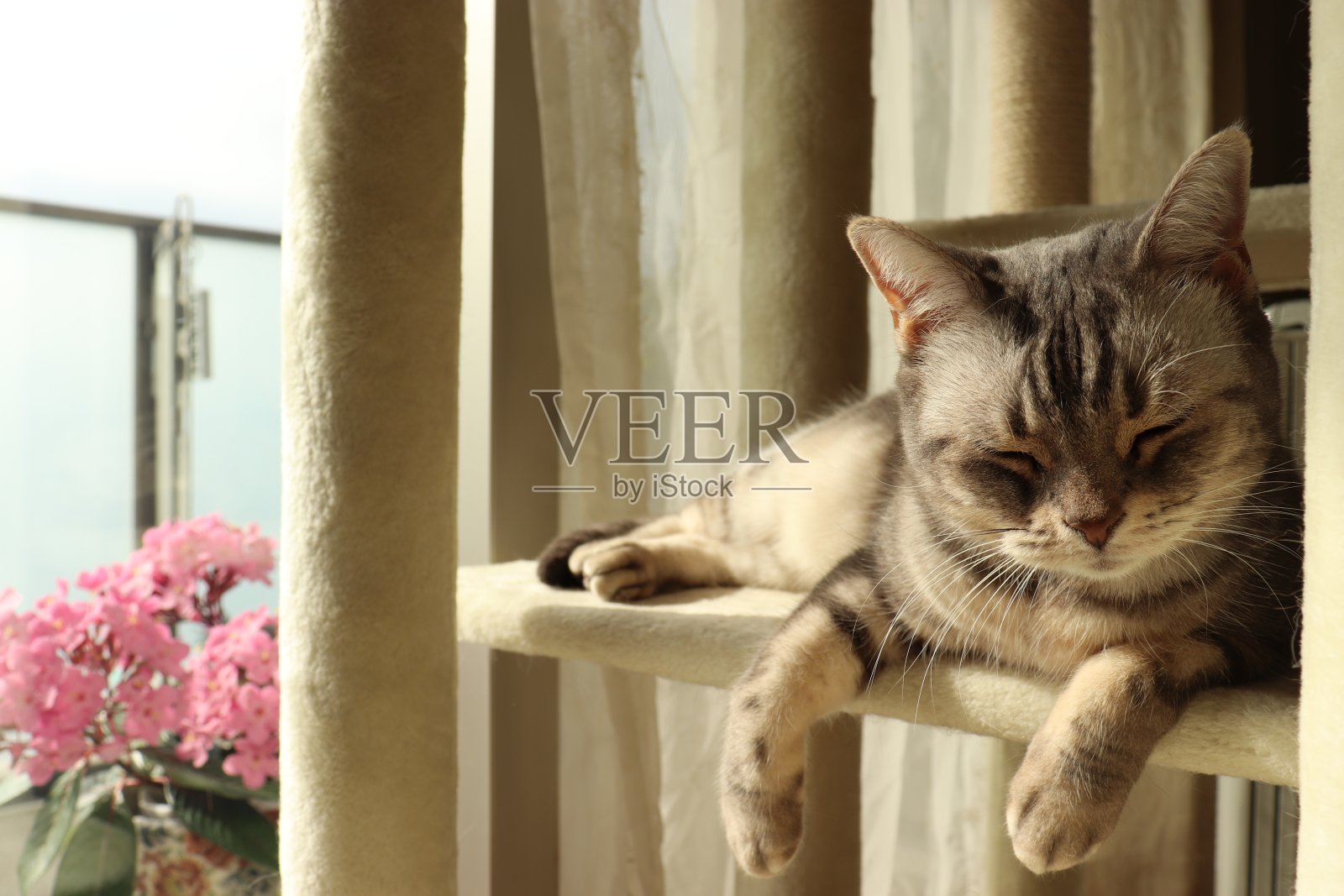 窗台上一只可爱的小猫，安静的样子。照片摄影图片