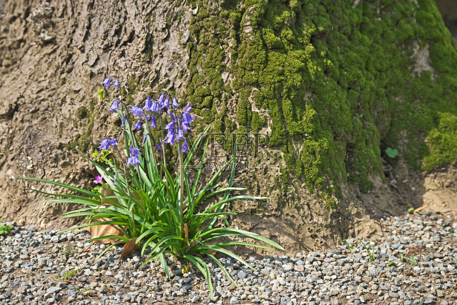 西班牙风铃草照片摄影图片