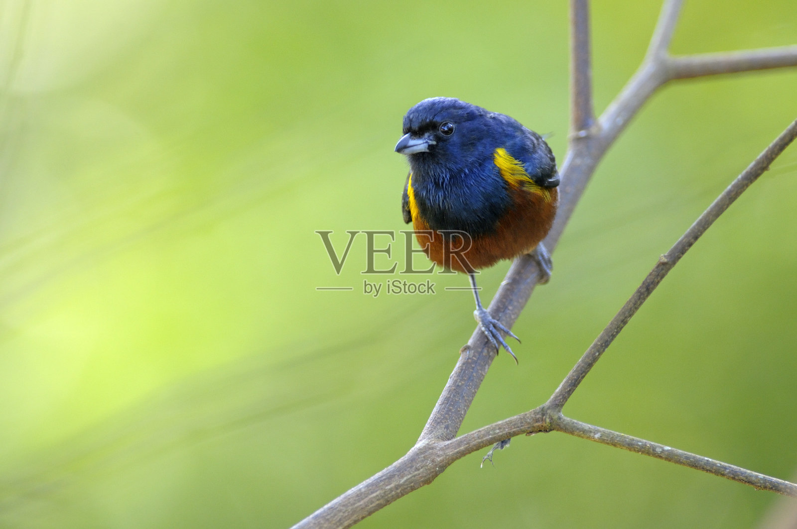 鸟栖息在树枝上的特写镜头照片摄影图片