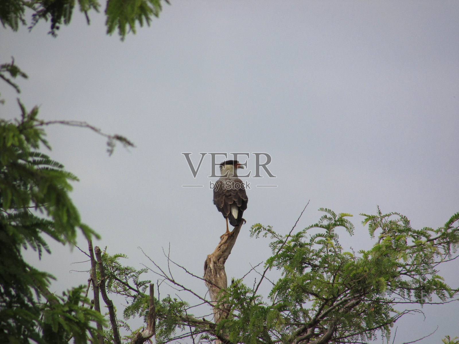 南冠卡拉卡拉照片摄影图片