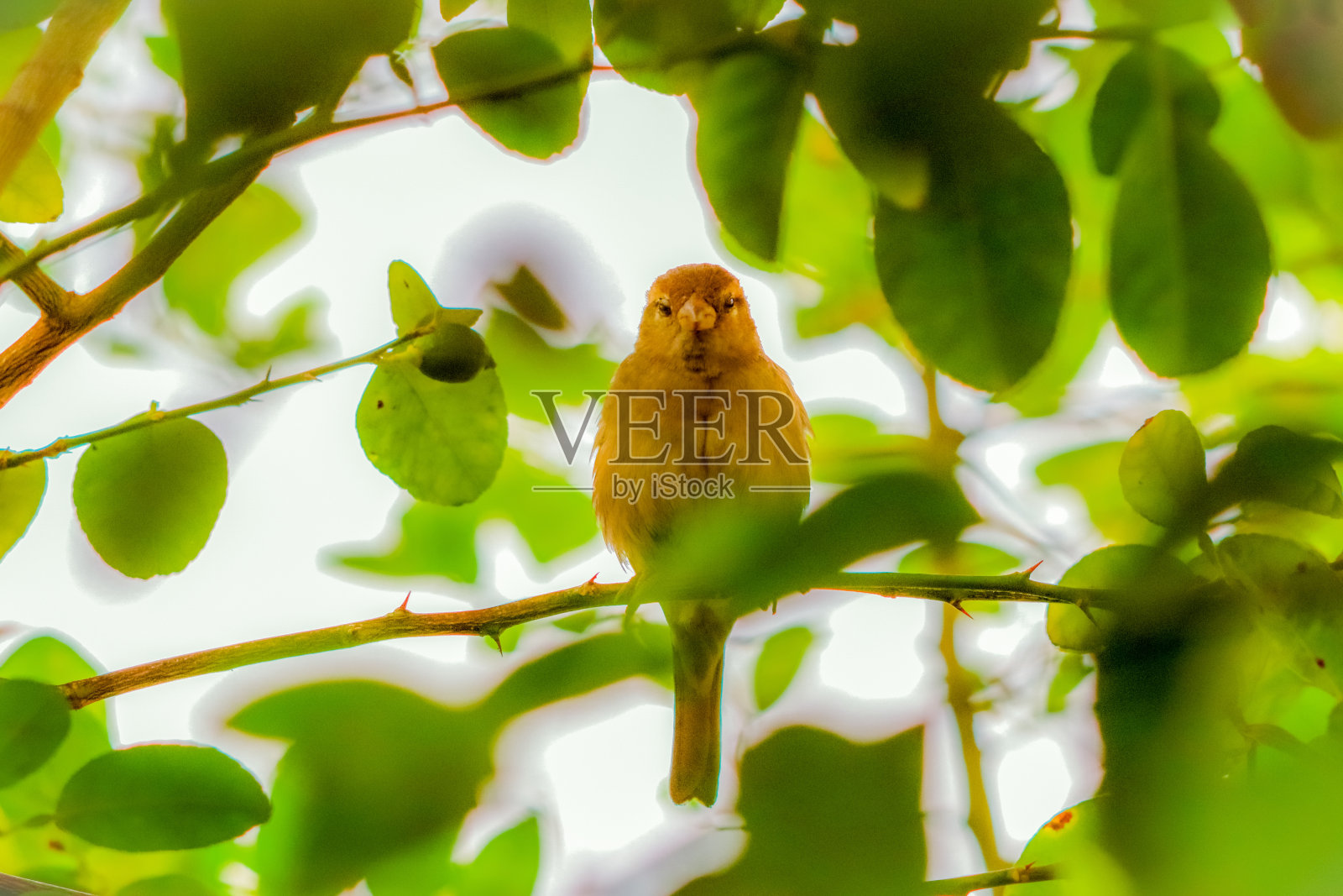 灌木丛中的麻雀照片摄影图片