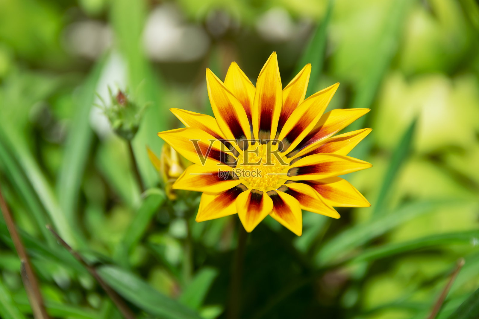 黄色的花和绿色的植物照片摄影图片