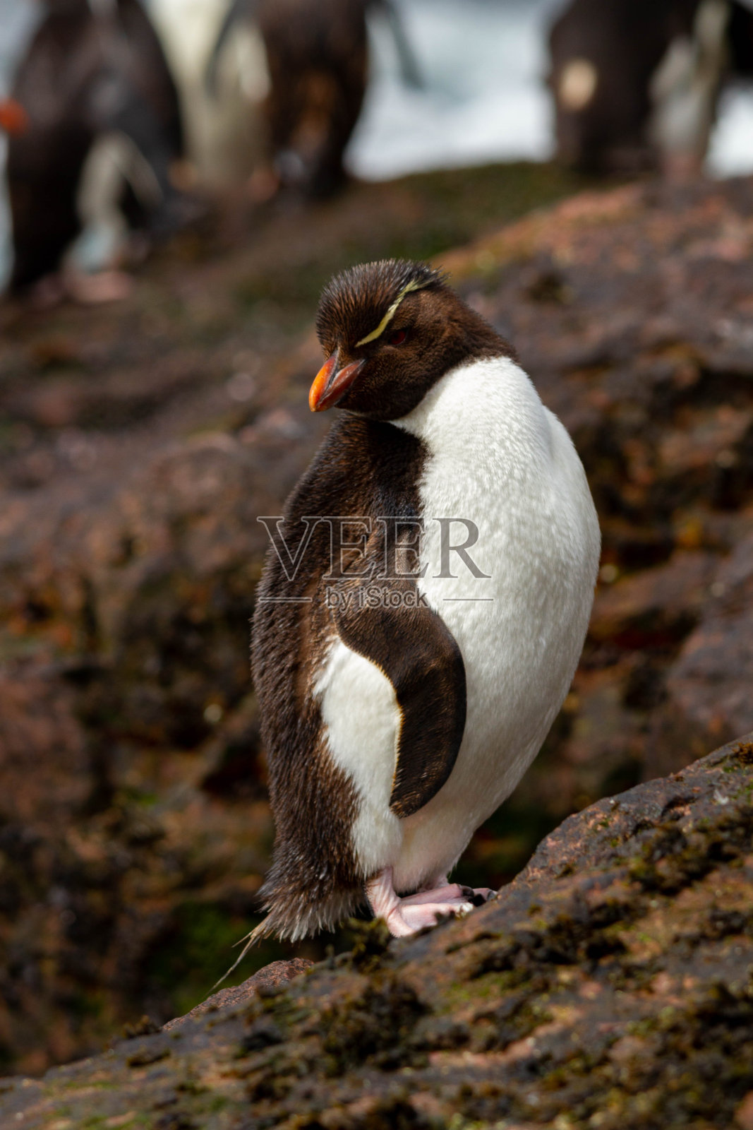 全长跳岩企鹅照片摄影图片