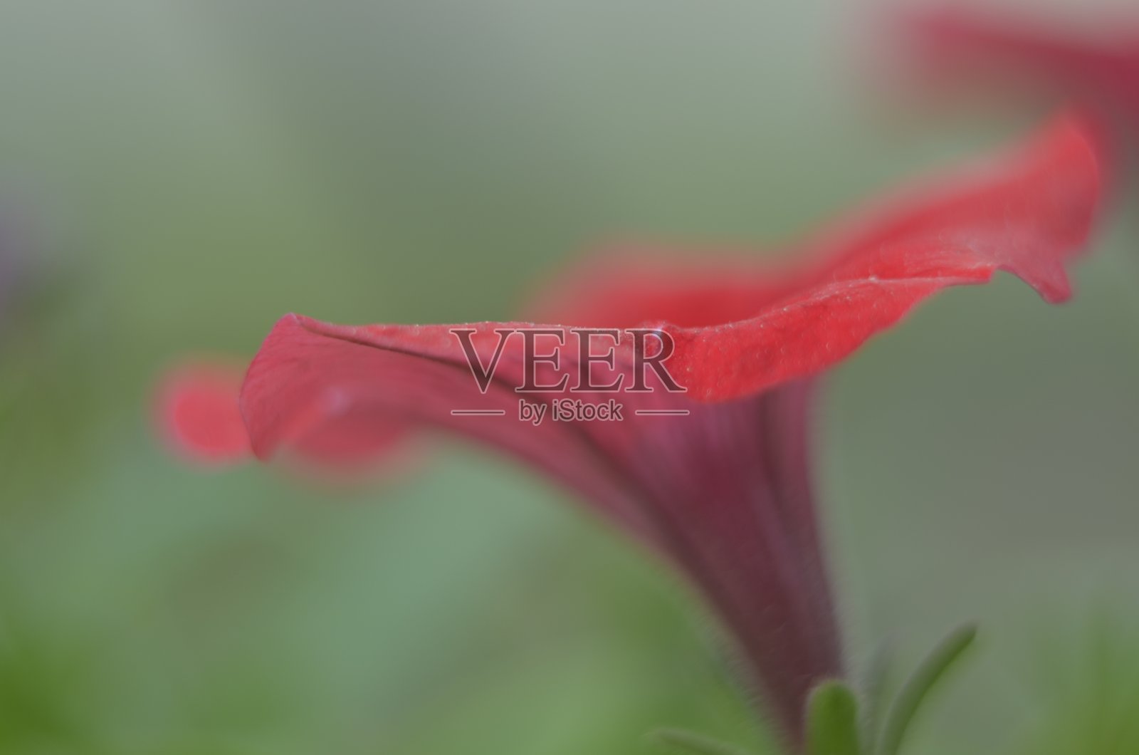 盛开的红色佩妮。照片摄影图片