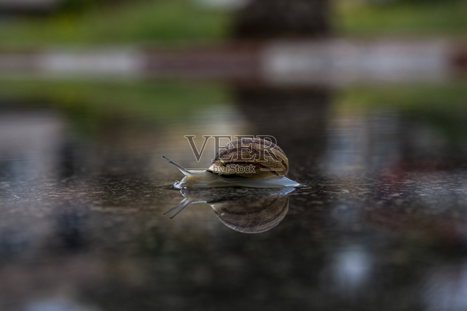 蜗牛照片摄影图片