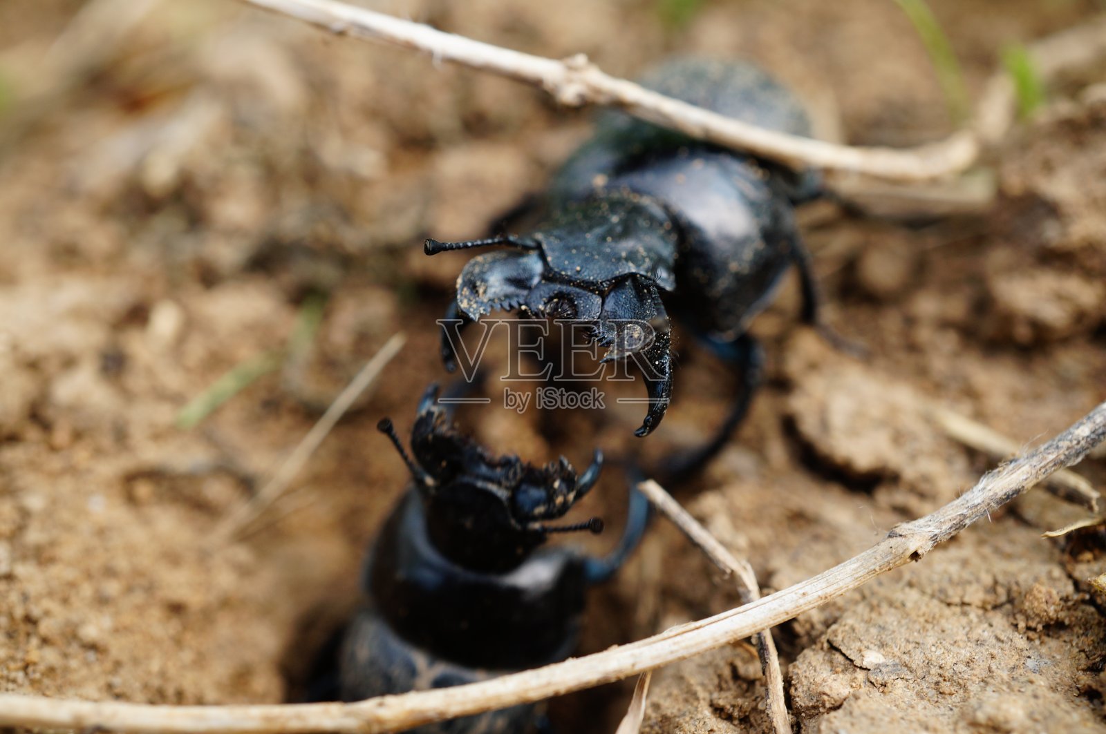 这是自然界中一只黑甲虫的照片。美丽的野花和绿草。照片摄影图片