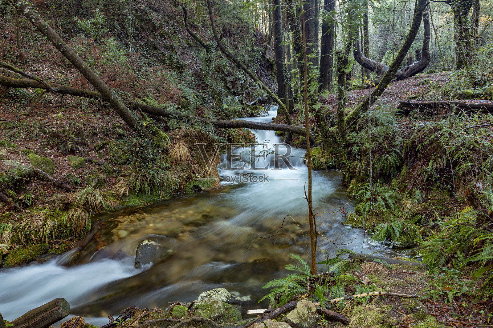 西班牙加利西亚Moaña镇与达弗拉加河平行的森林小路。照片摄影图片