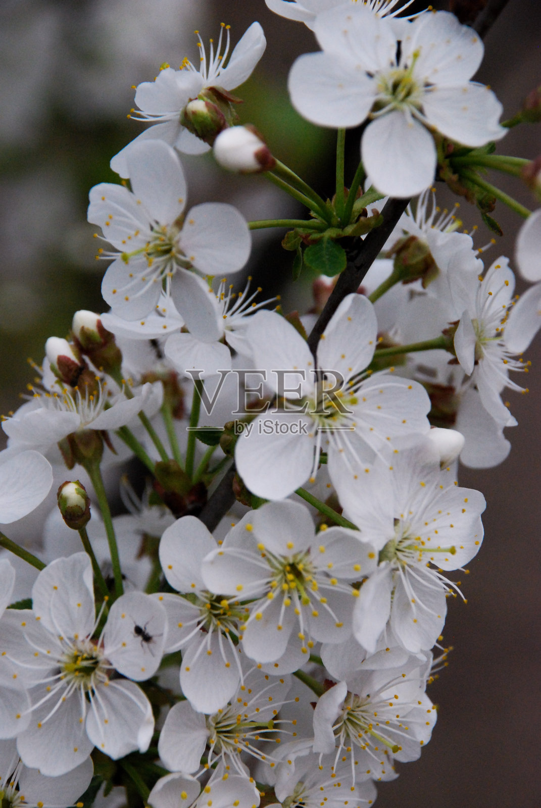 春天的花朵照片摄影图片
