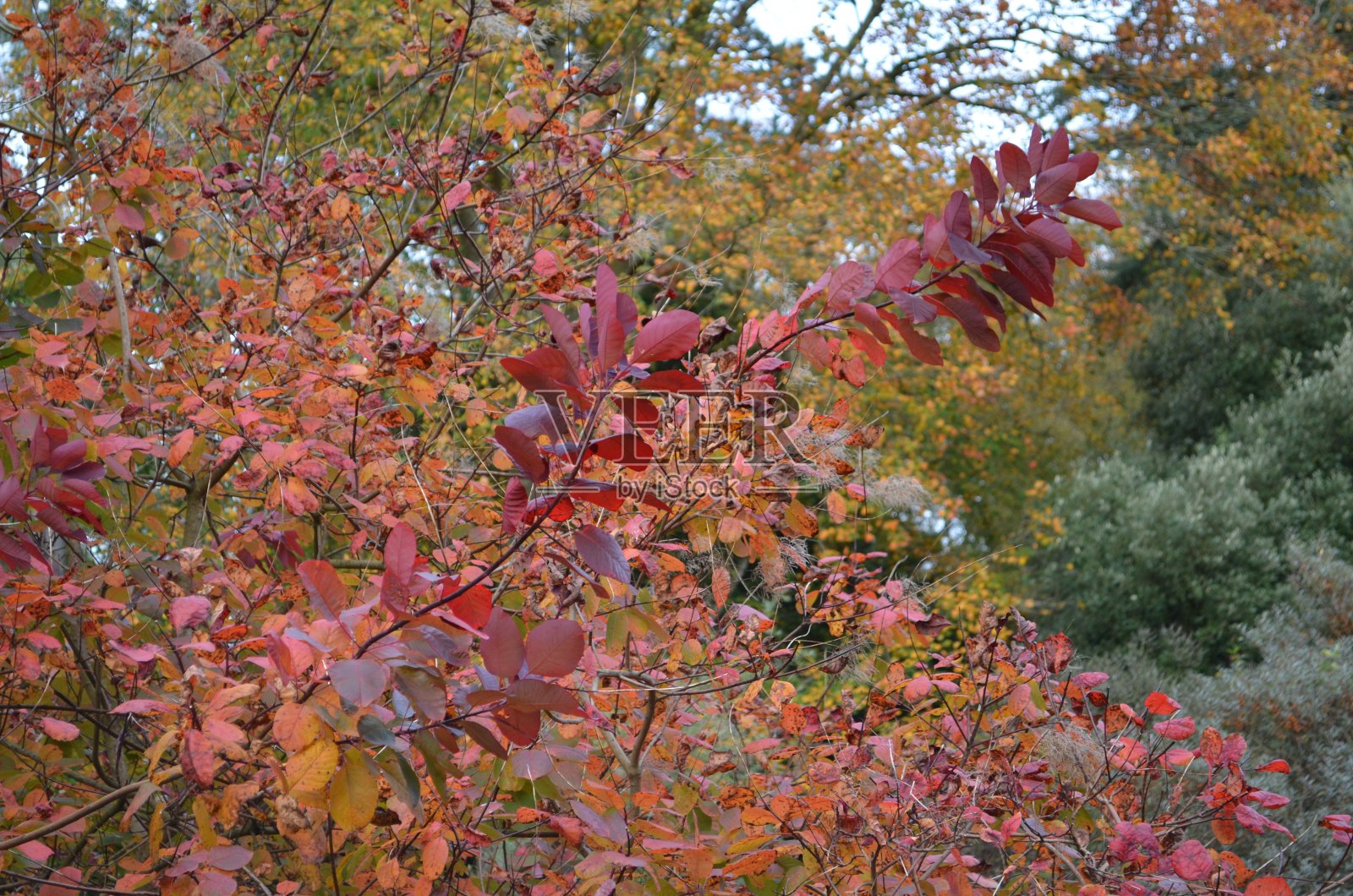 秋天的落叶照片摄影图片