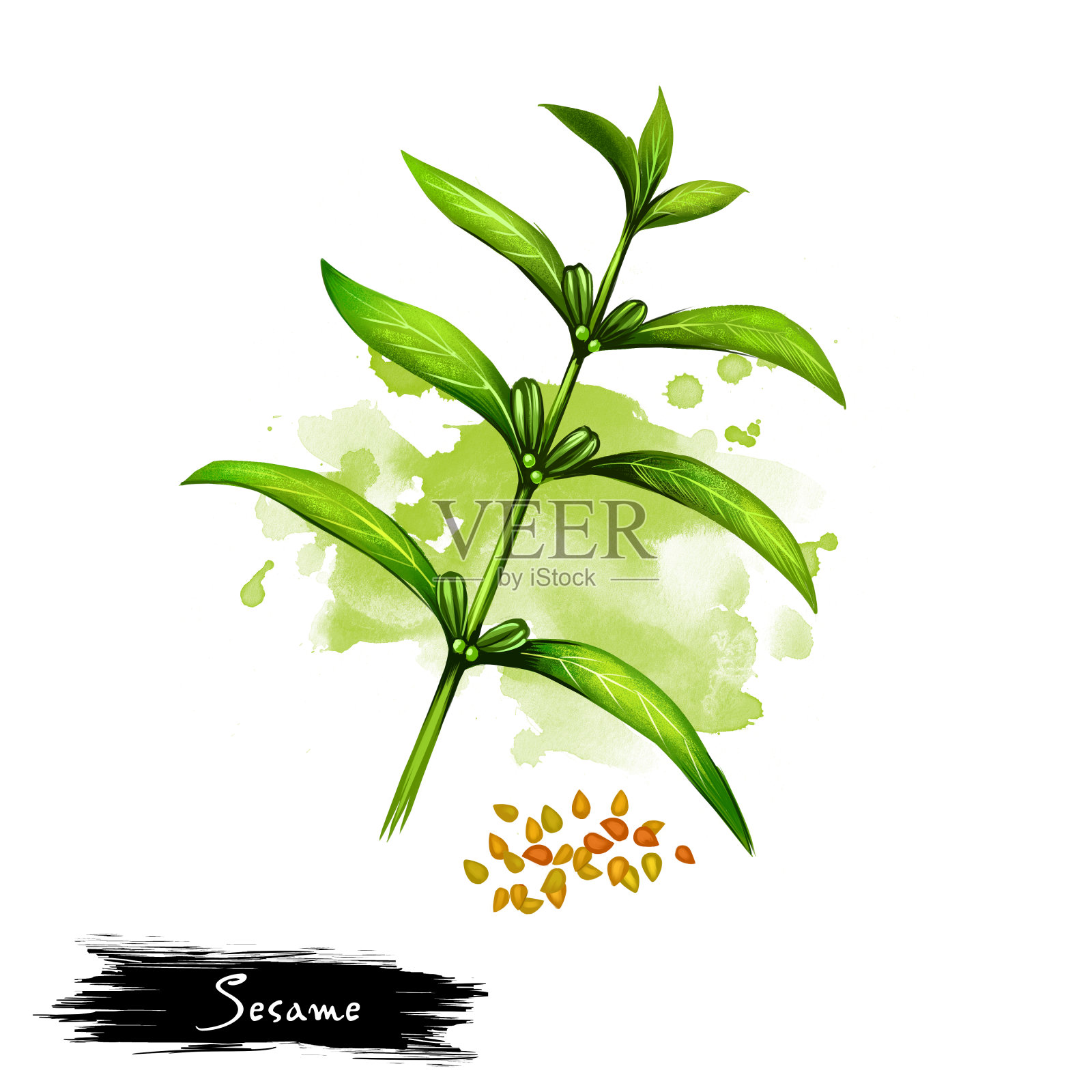 孤立在白色背景上的芝麻或芝麻的手绘插图。有机健康食品。数字艺术与油漆飞溅滴效果。图形剪辑艺术的设计，网页和打印。插画图片素材