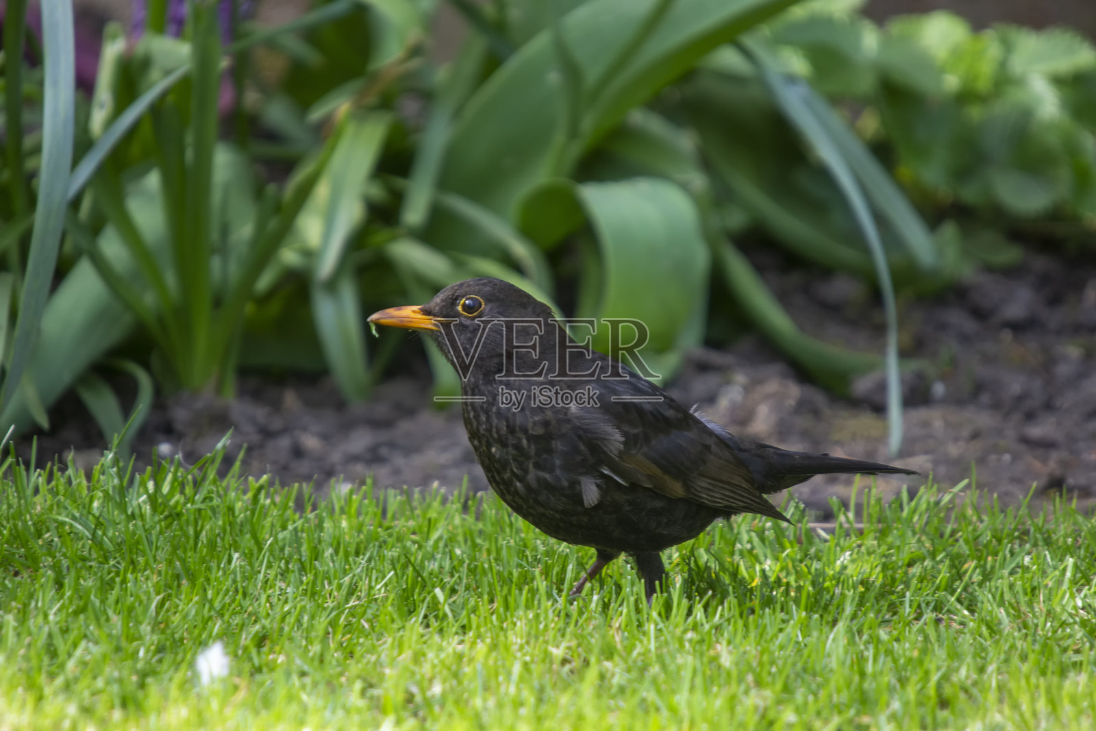 一种欧亚黑鸟(黑鸫)照片摄影图片