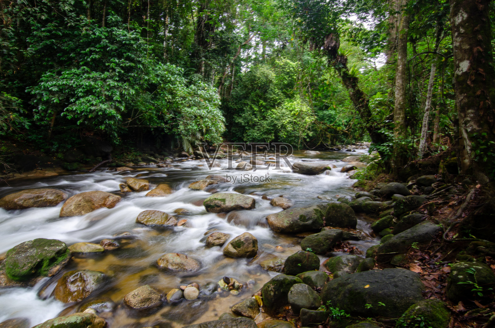 溪水在森林中流动，基打州照片摄影图片