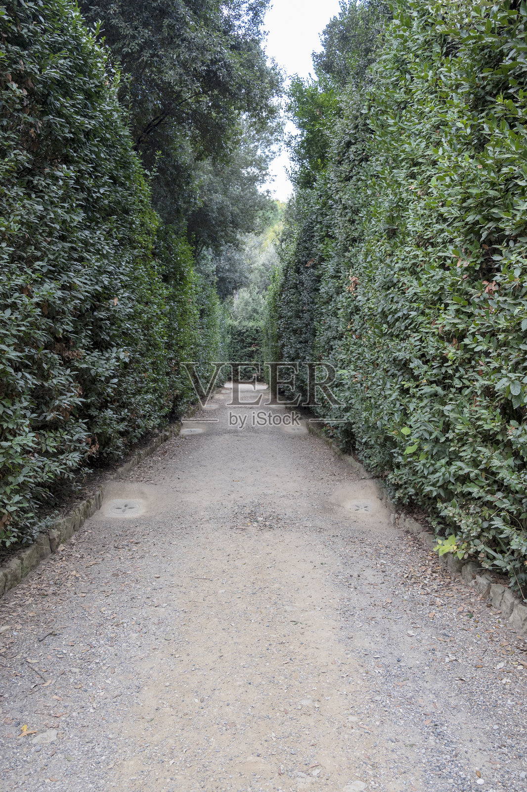 修剪的装饰性山楂灌木的长树篱。照片摄影图片