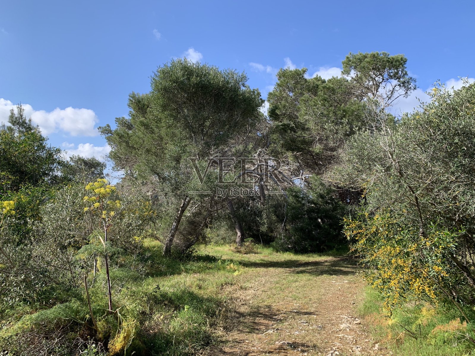 马耳他曼尼卡塔林地的黄花照片摄影图片