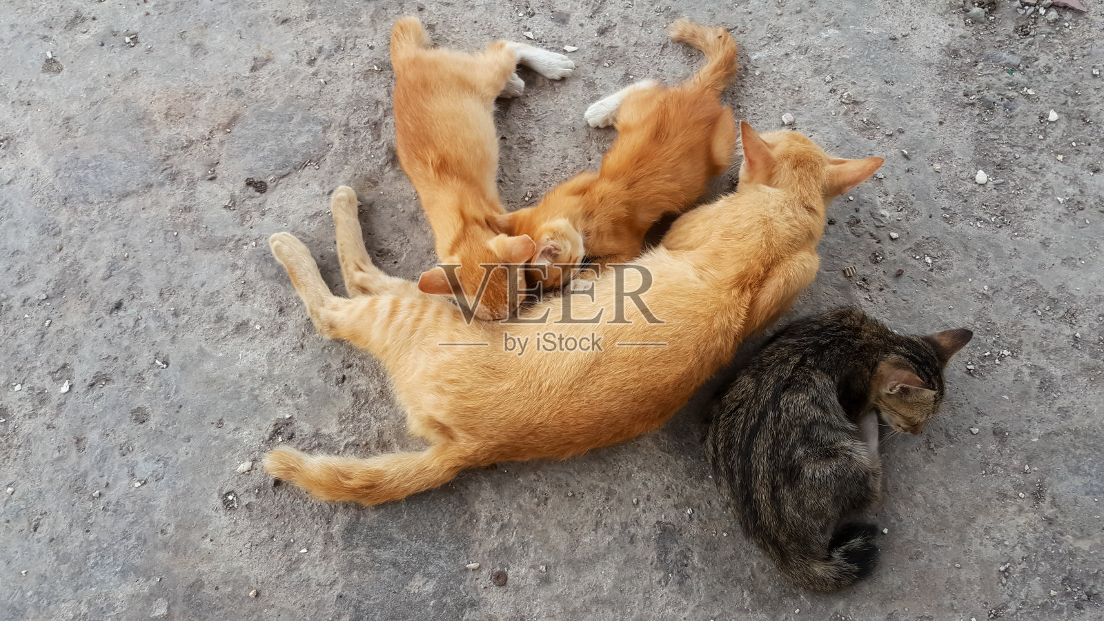 猫妈妈给小猫喂奶照片摄影图片