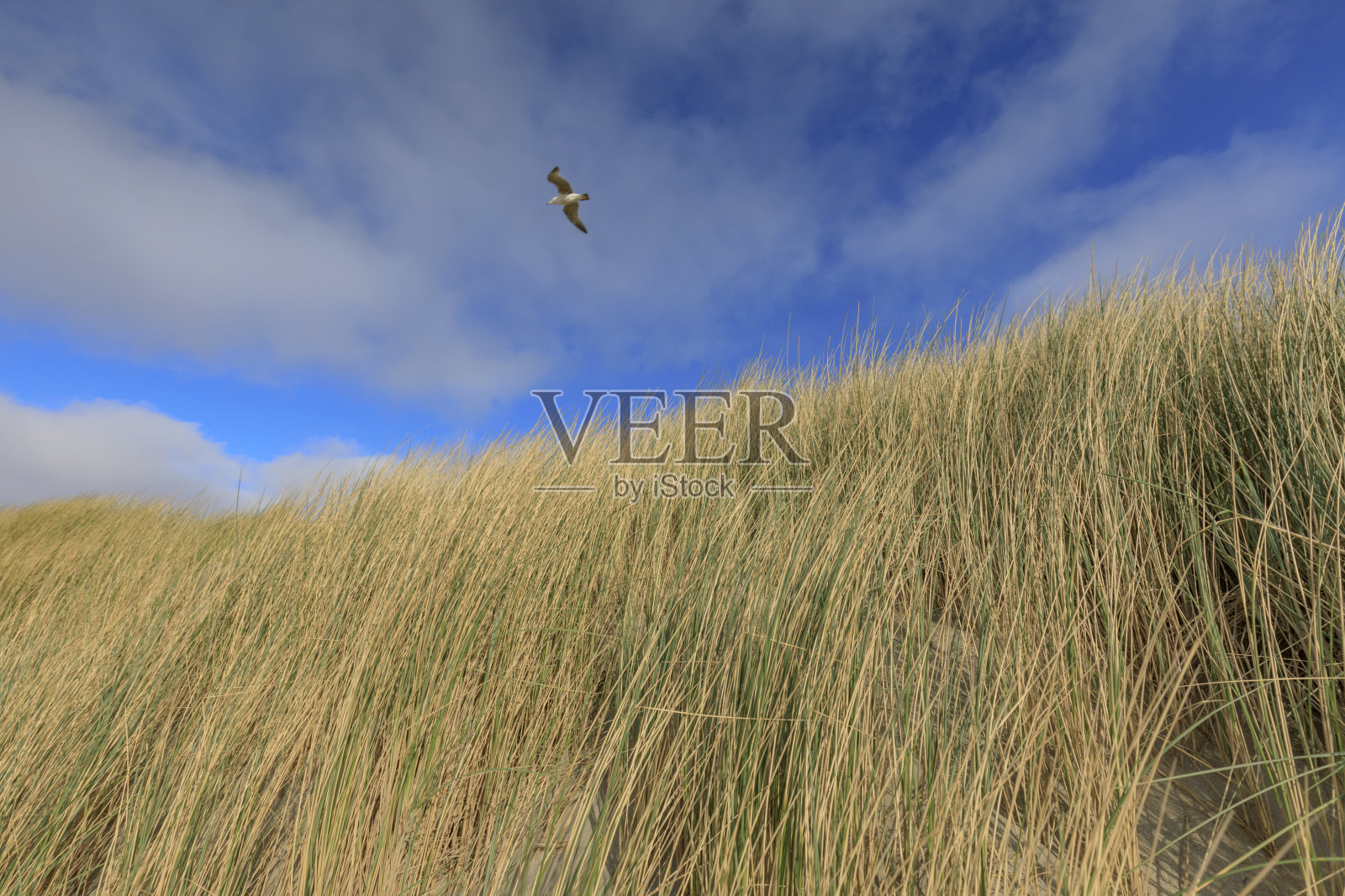 海牙附近荷兰海岸的沙丘照片摄影图片