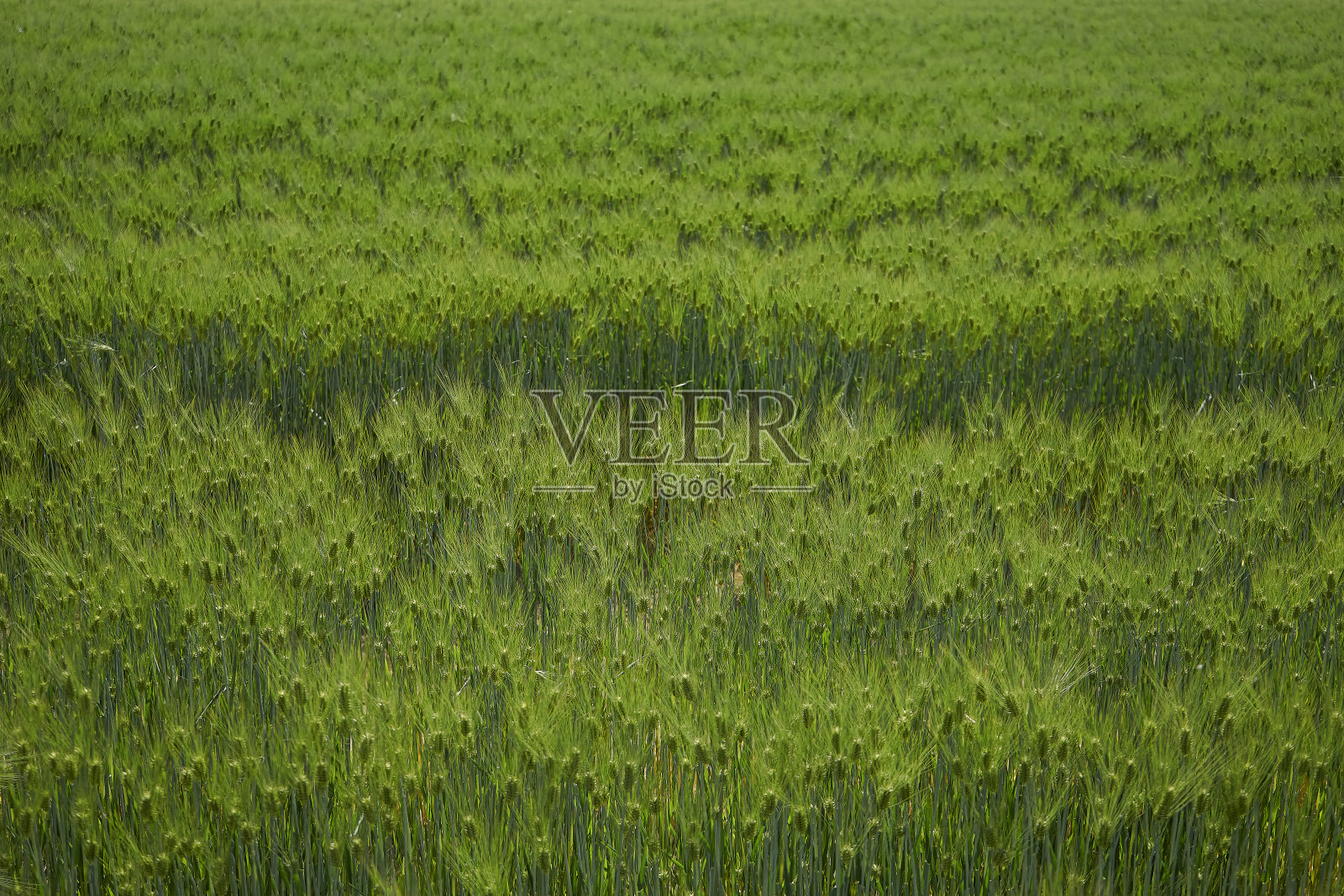 食品、大麦照片摄影图片