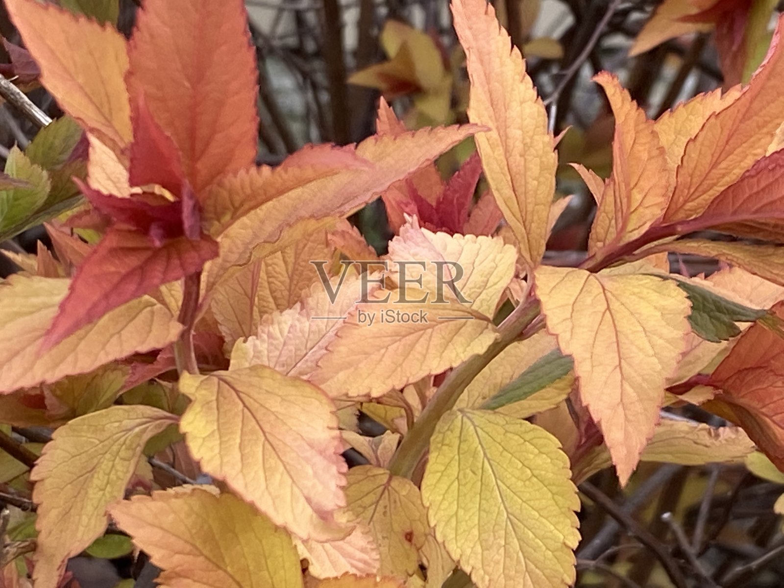 漂亮的金色的树叶照片摄影图片